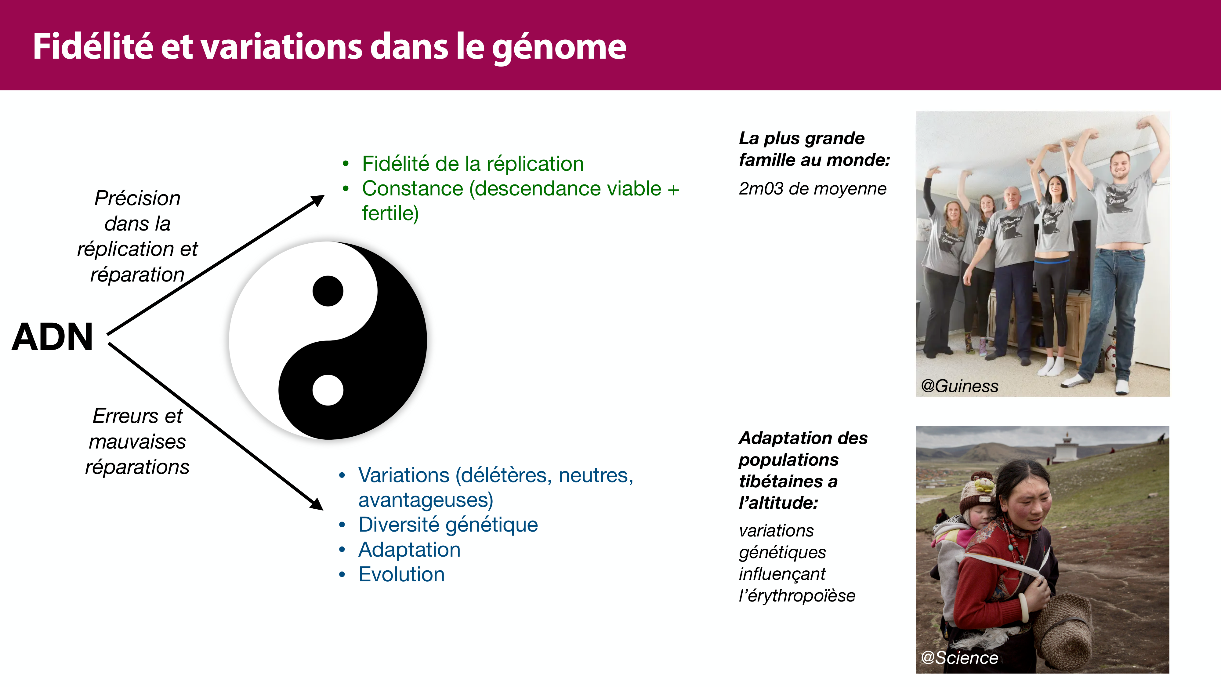 Variations de l'ADN et ingénierie génétique page 4