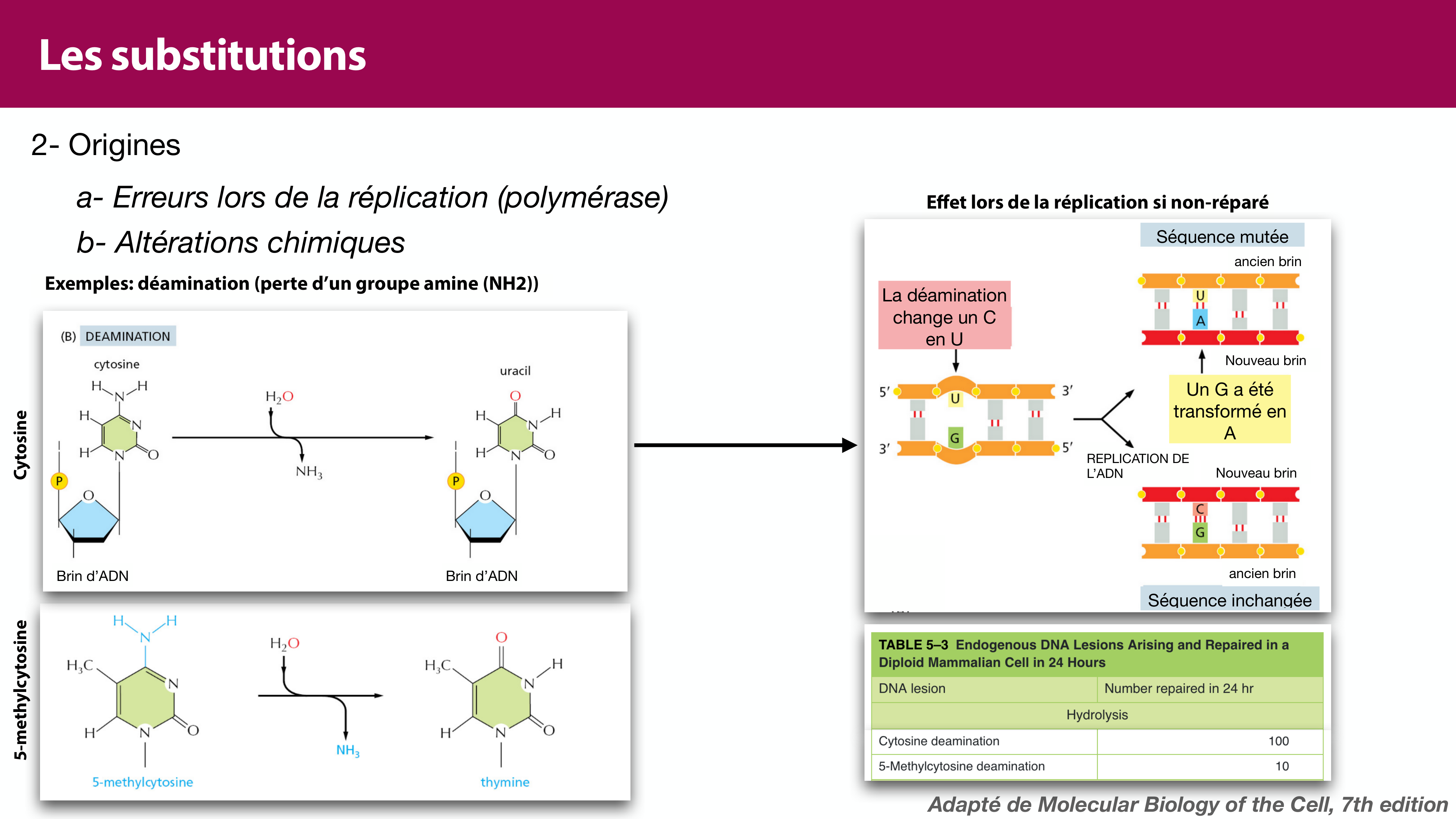 Variations de l'ADN et ingénierie génétique page 8