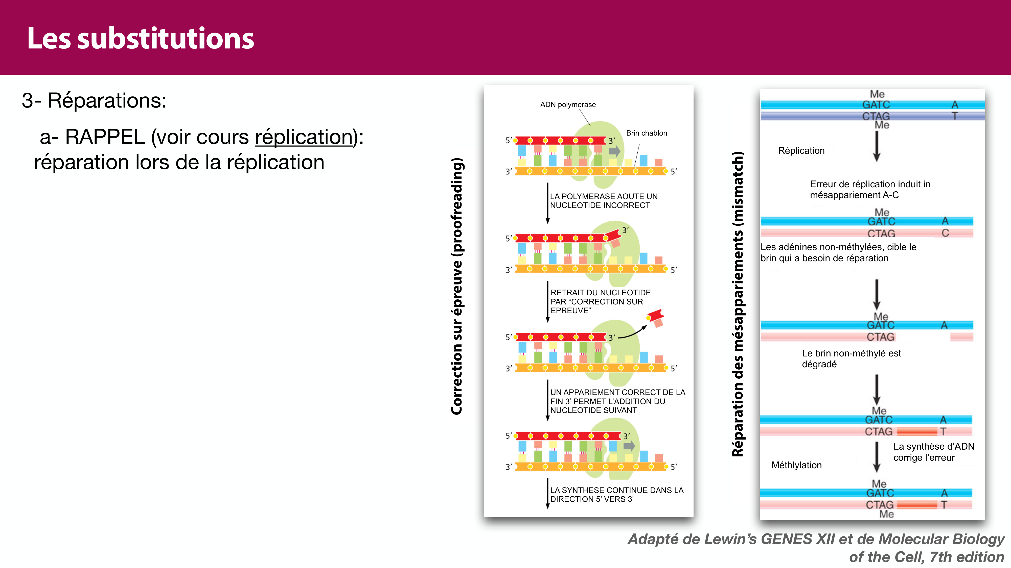 Variations de l'ADN et ingénierie génétique page 9