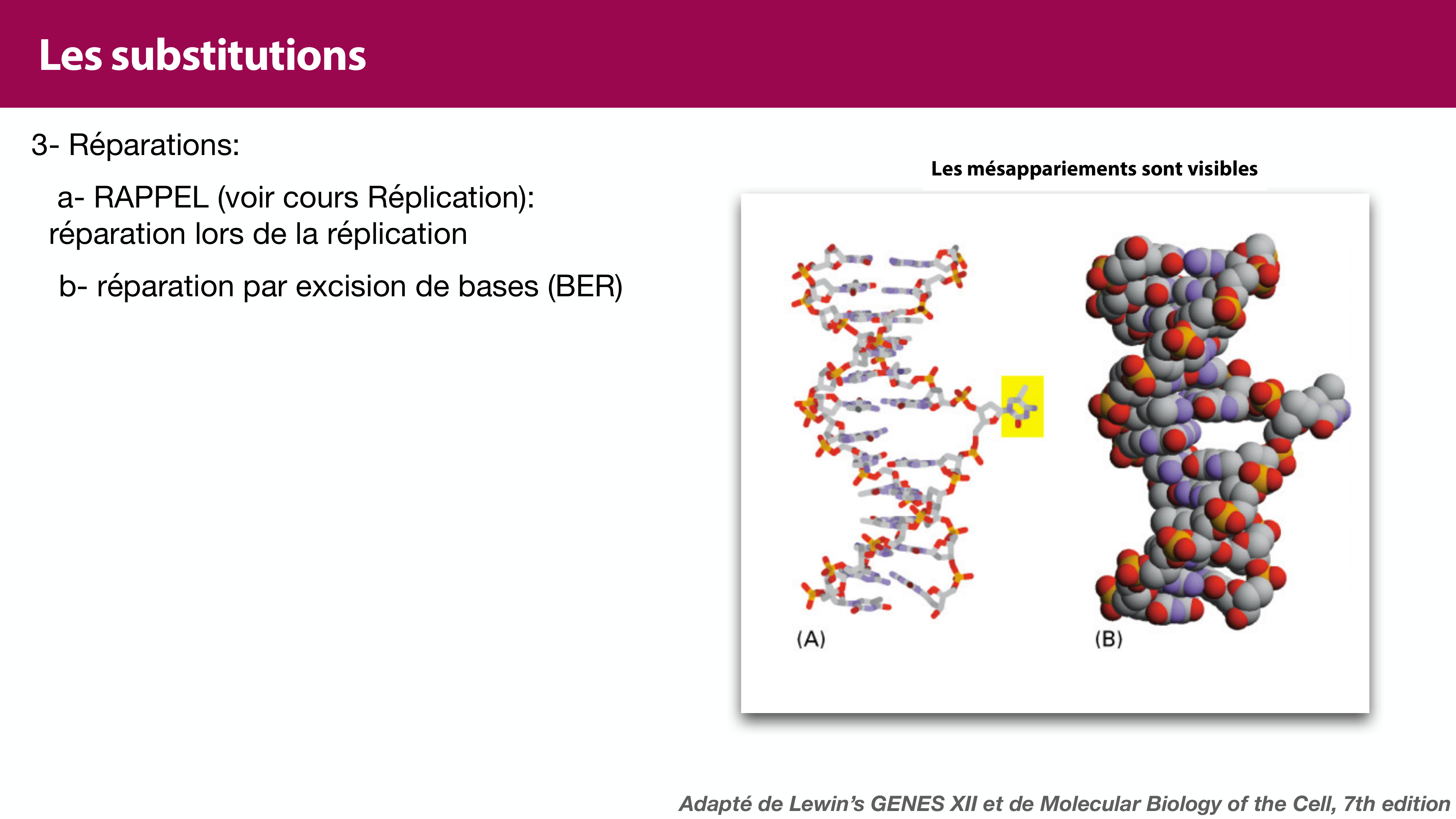 Variations de l'ADN et ingénierie génétique page 10
