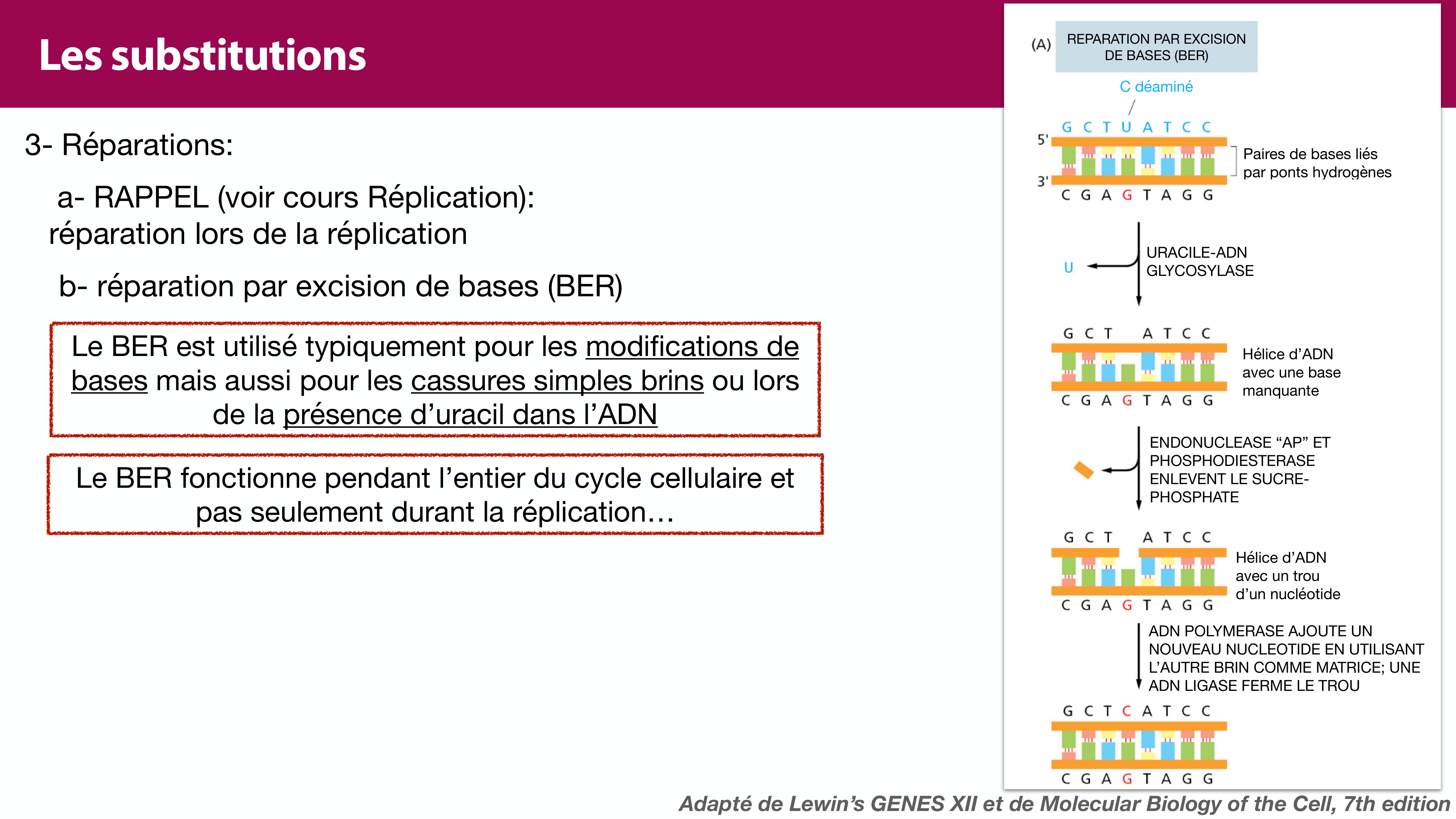 Variations de l'ADN et ingénierie génétique page 11