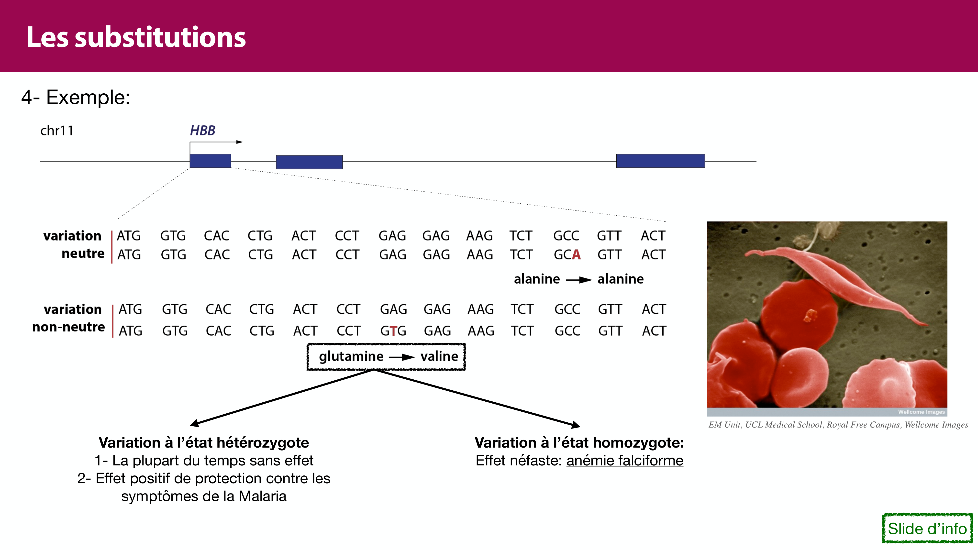 Variations de l'ADN et ingénierie génétique page 12