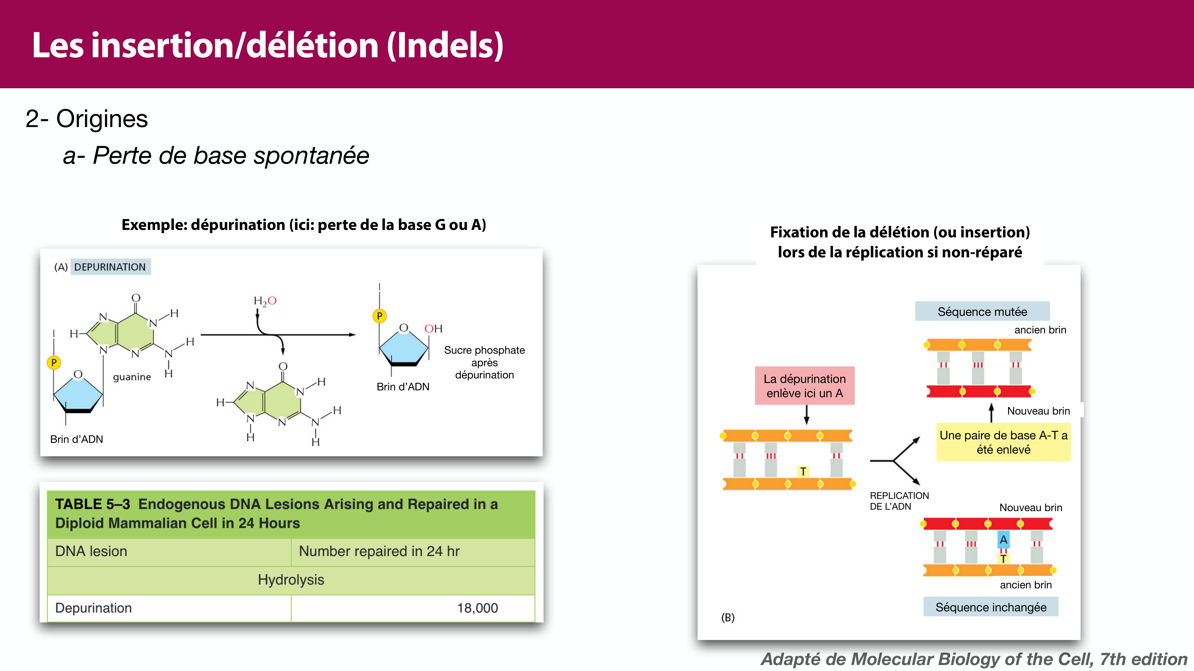 Variations de l'ADN et ingénierie génétique page 15