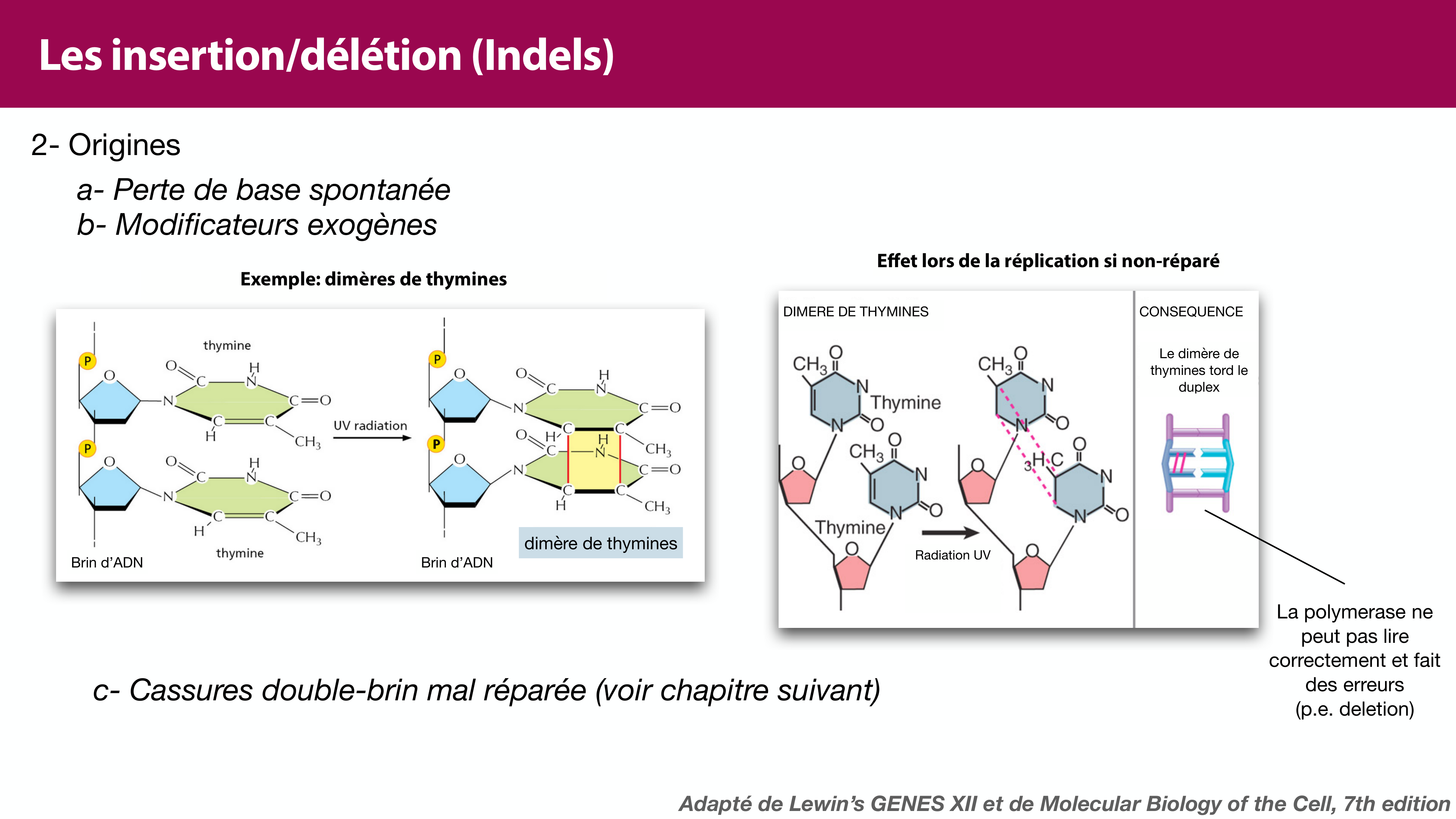 Variations de l'ADN et ingénierie génétique page 16