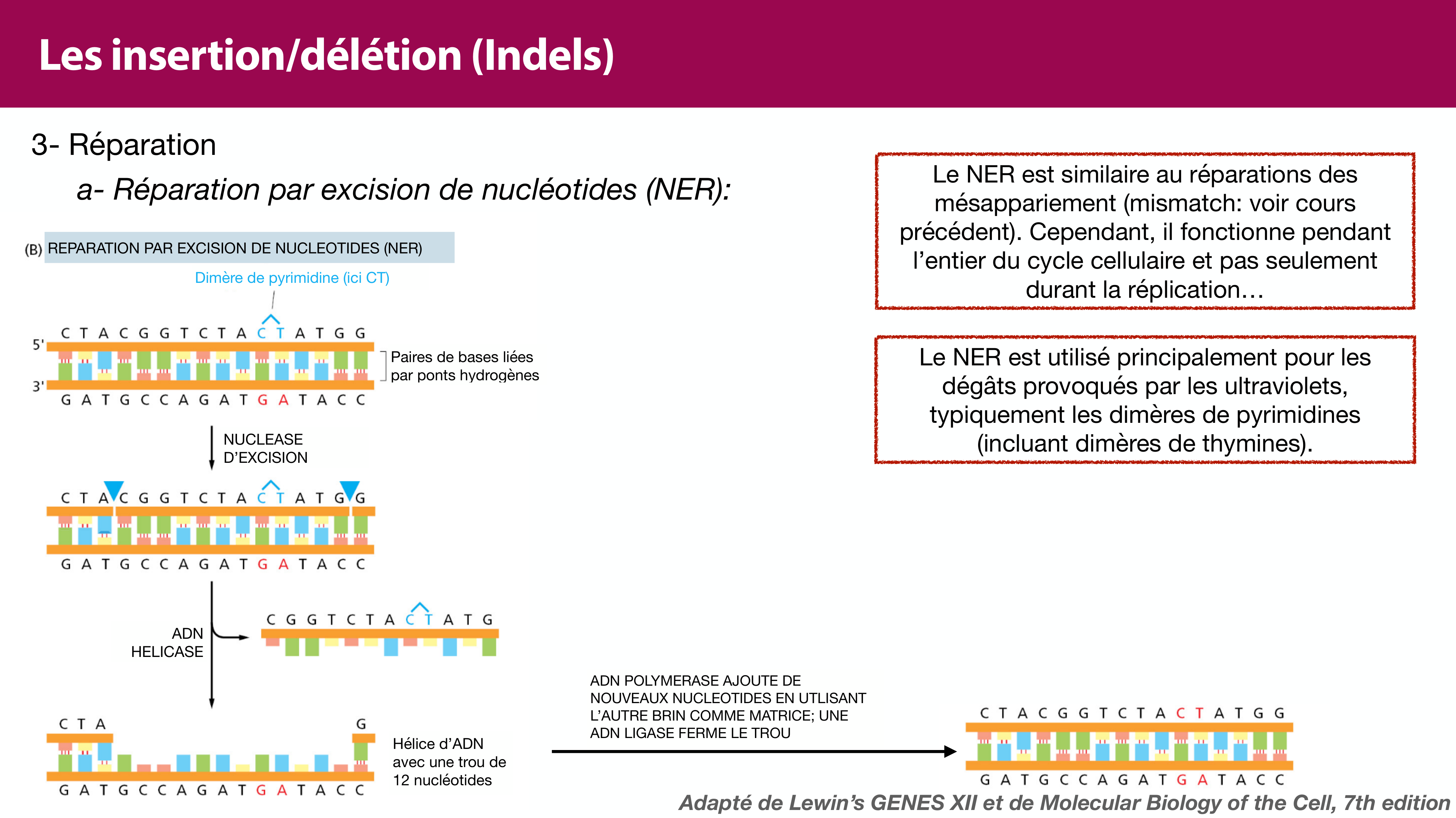 Variations de l'ADN et ingénierie génétique page 17