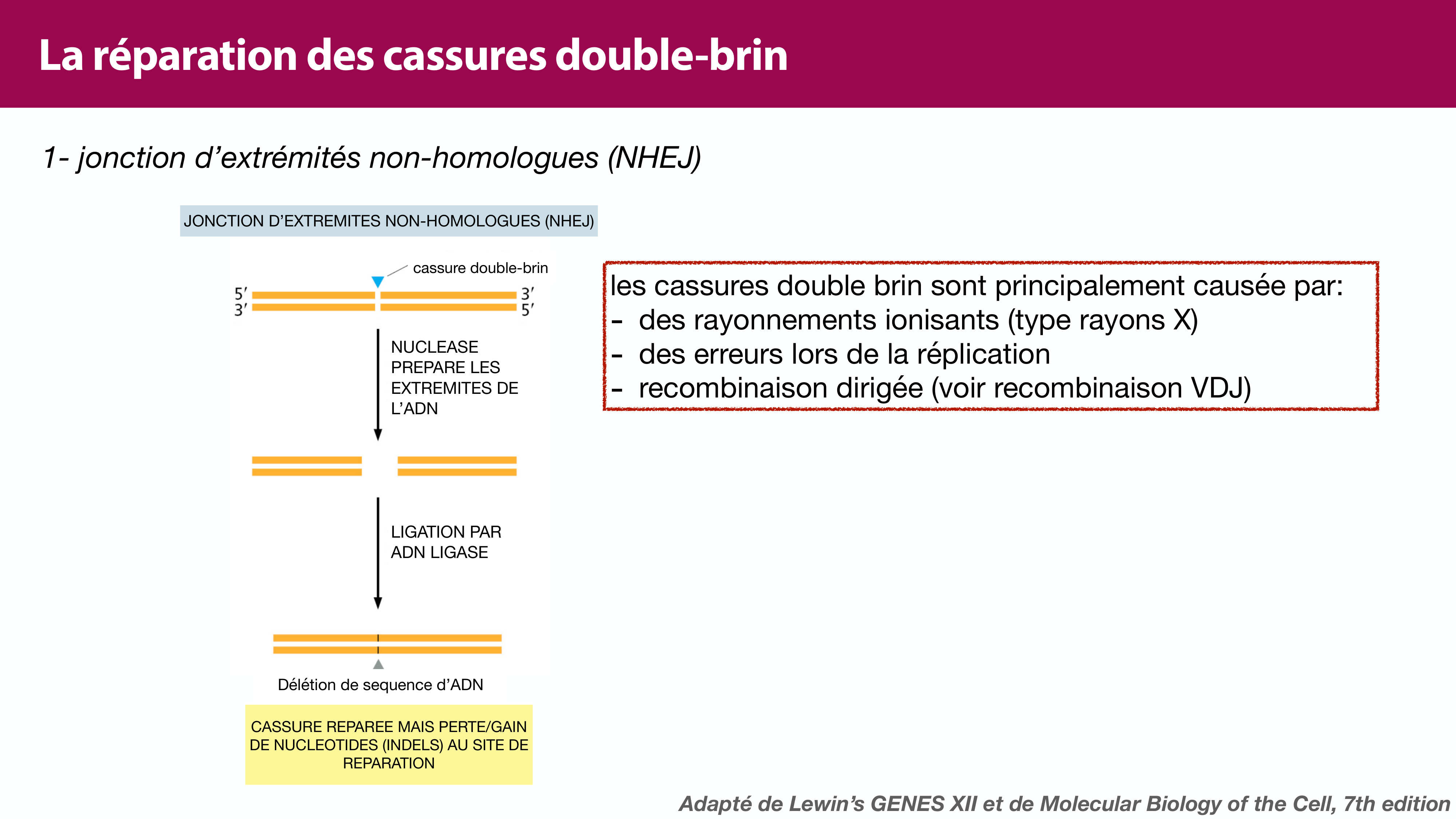Variations de l'ADN et ingénierie génétique page 20