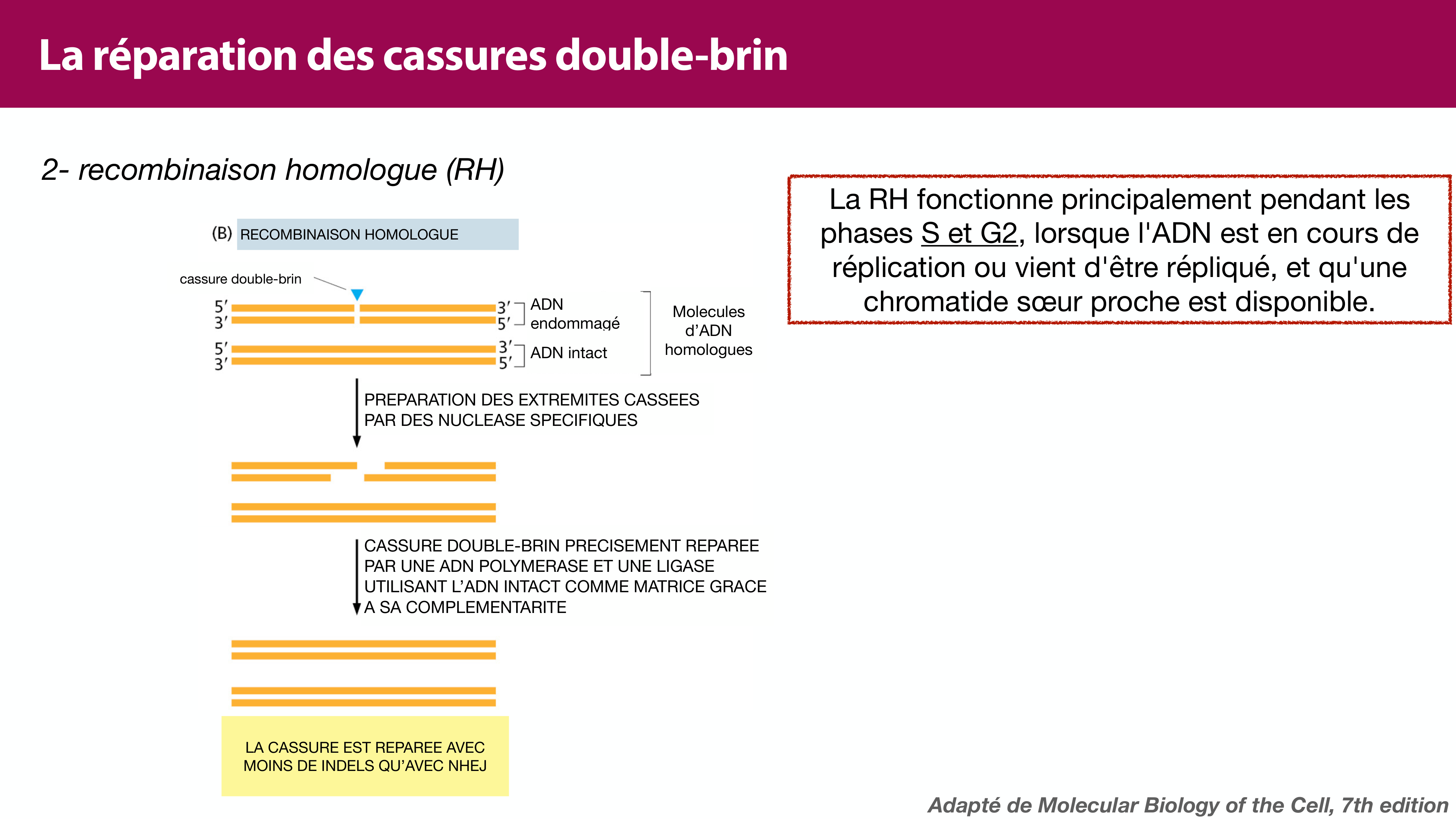 Variations de l'ADN et ingénierie génétique page 22