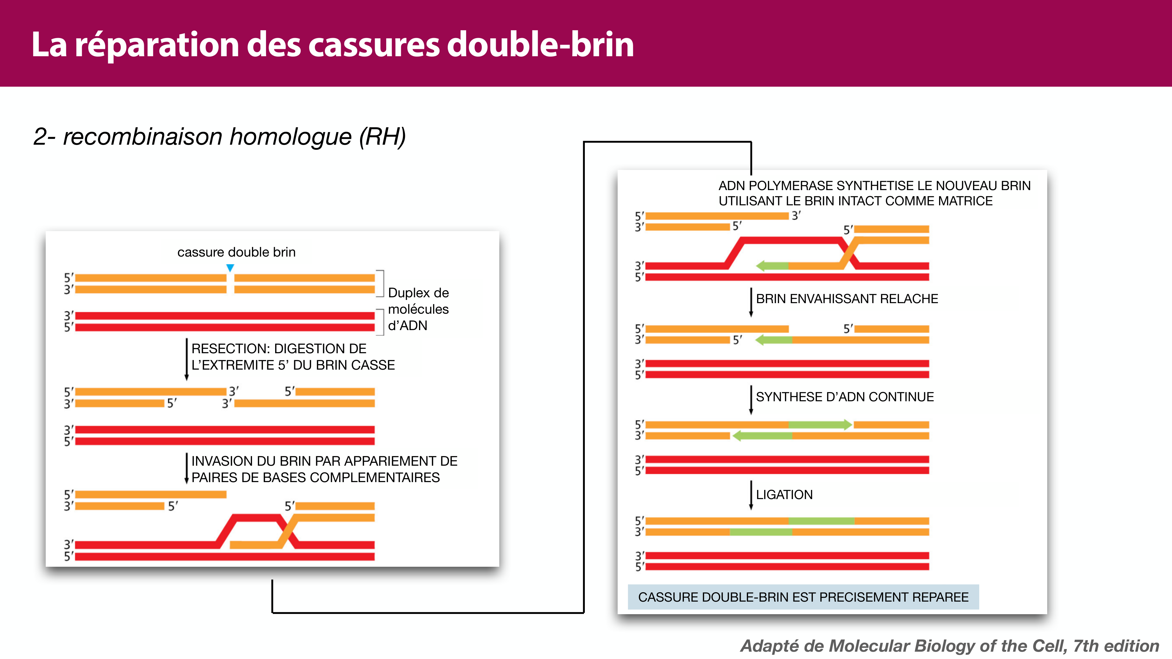 Variations de l'ADN et ingénierie génétique page 23