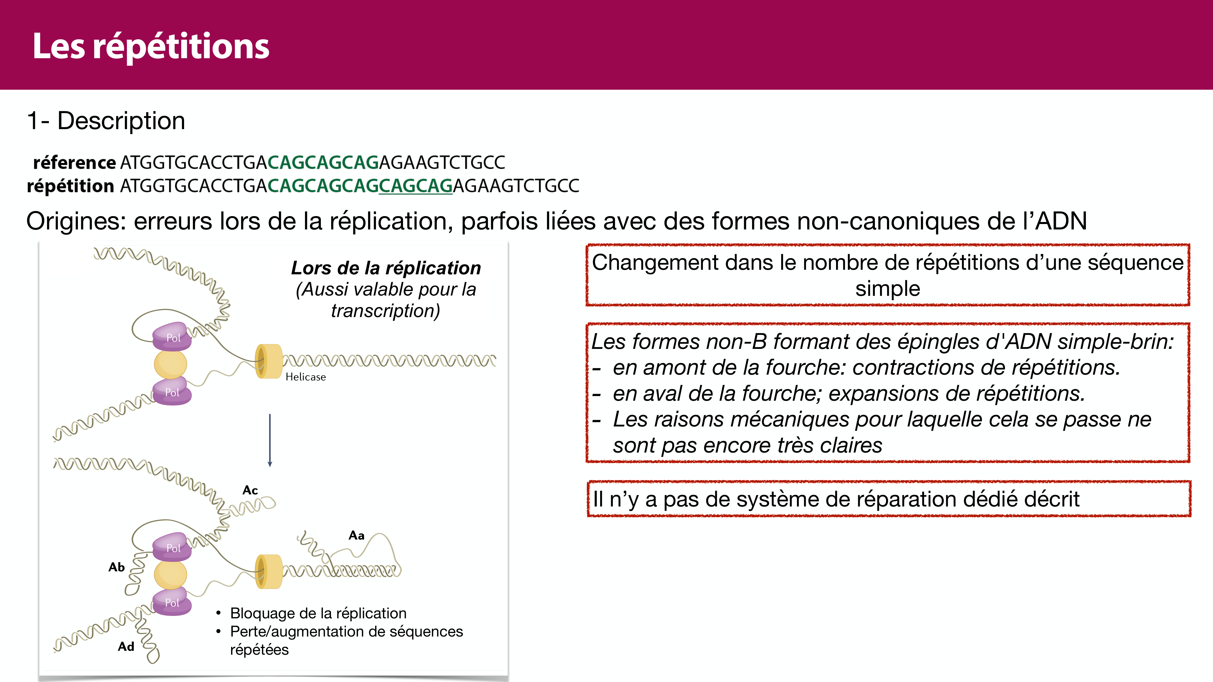 Variations de l'ADN et ingénierie génétique page 25