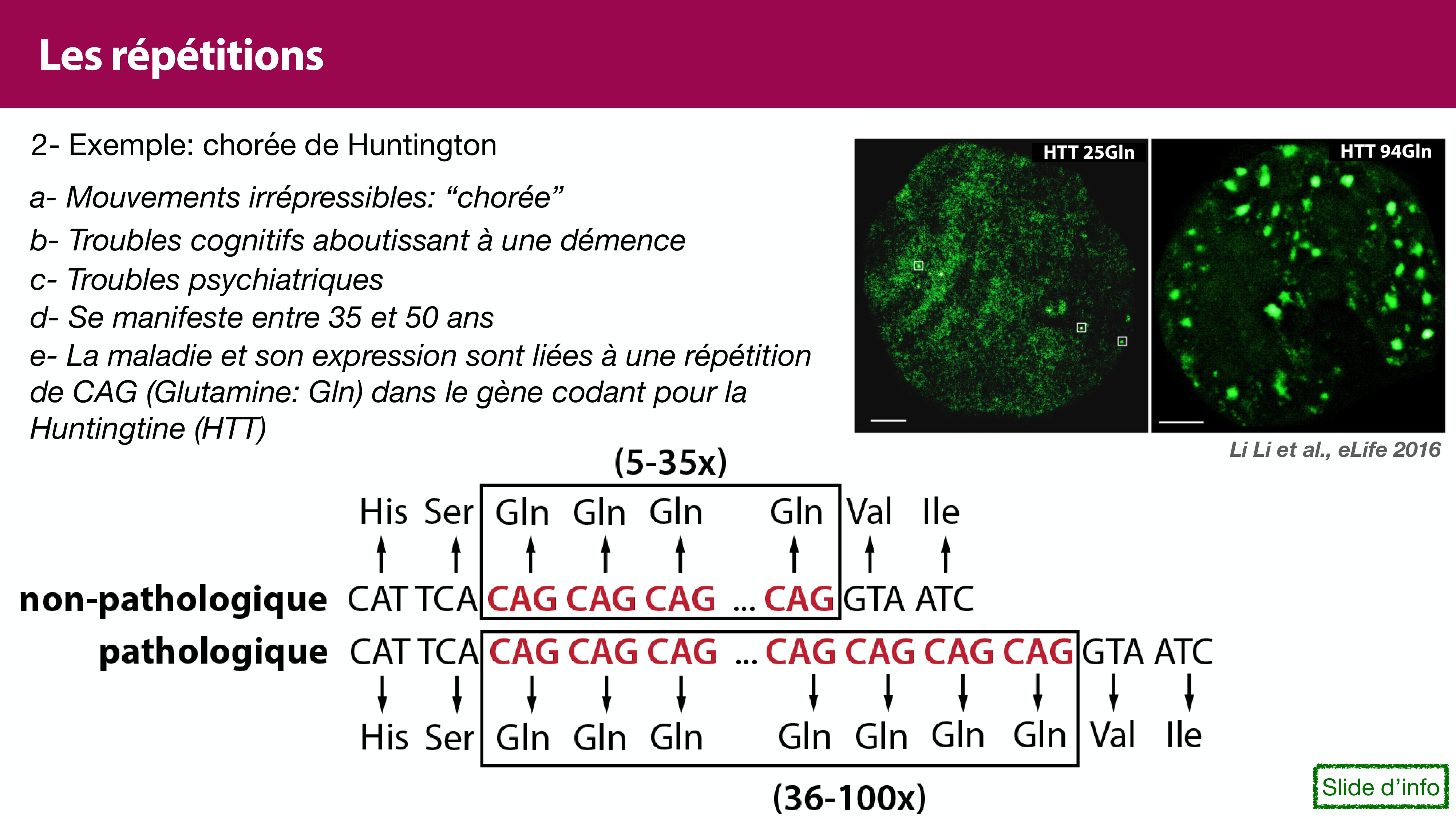 Variations de l'ADN et ingénierie génétique page 26