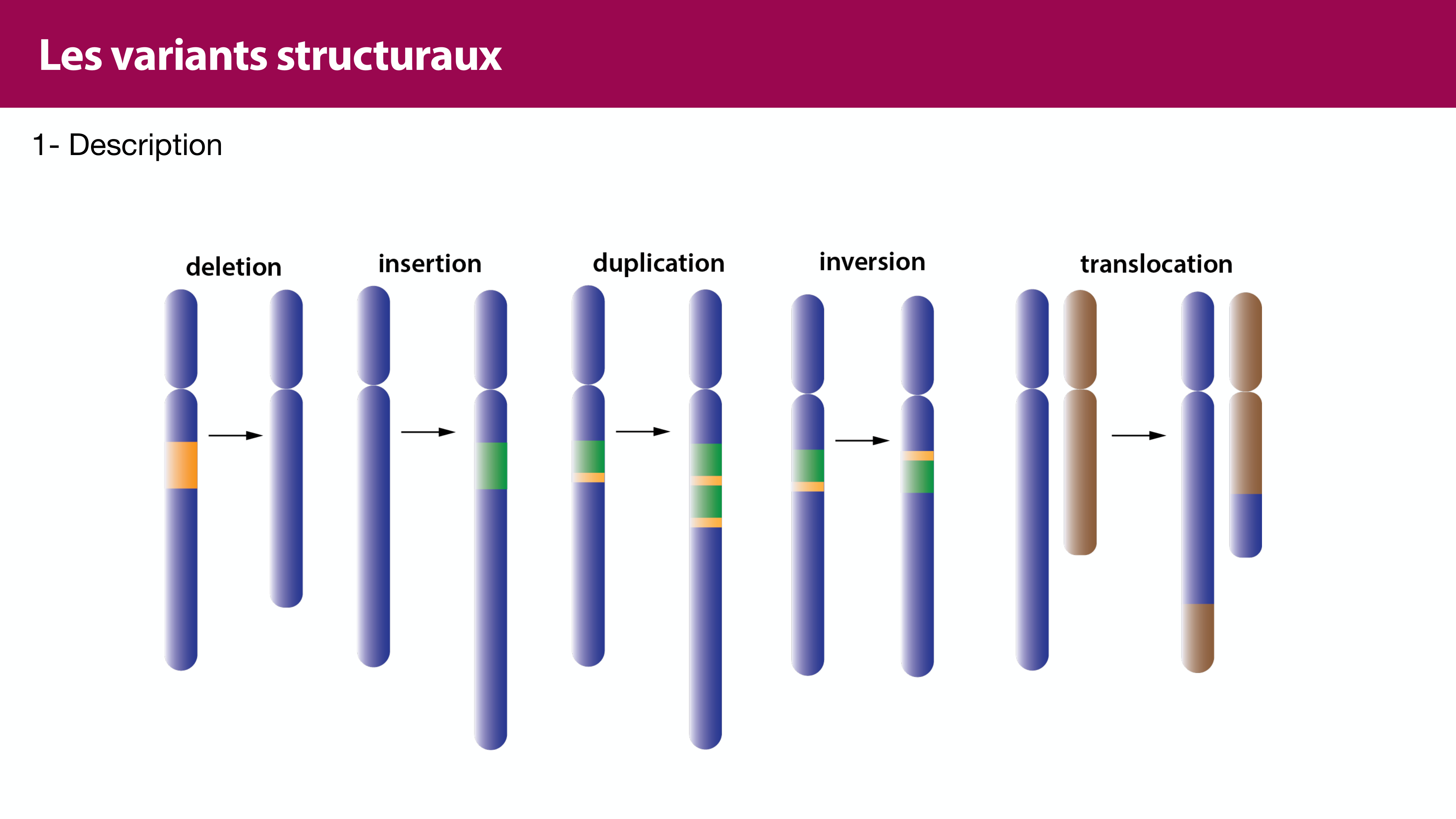 Variations de l'ADN et ingénierie génétique page 29