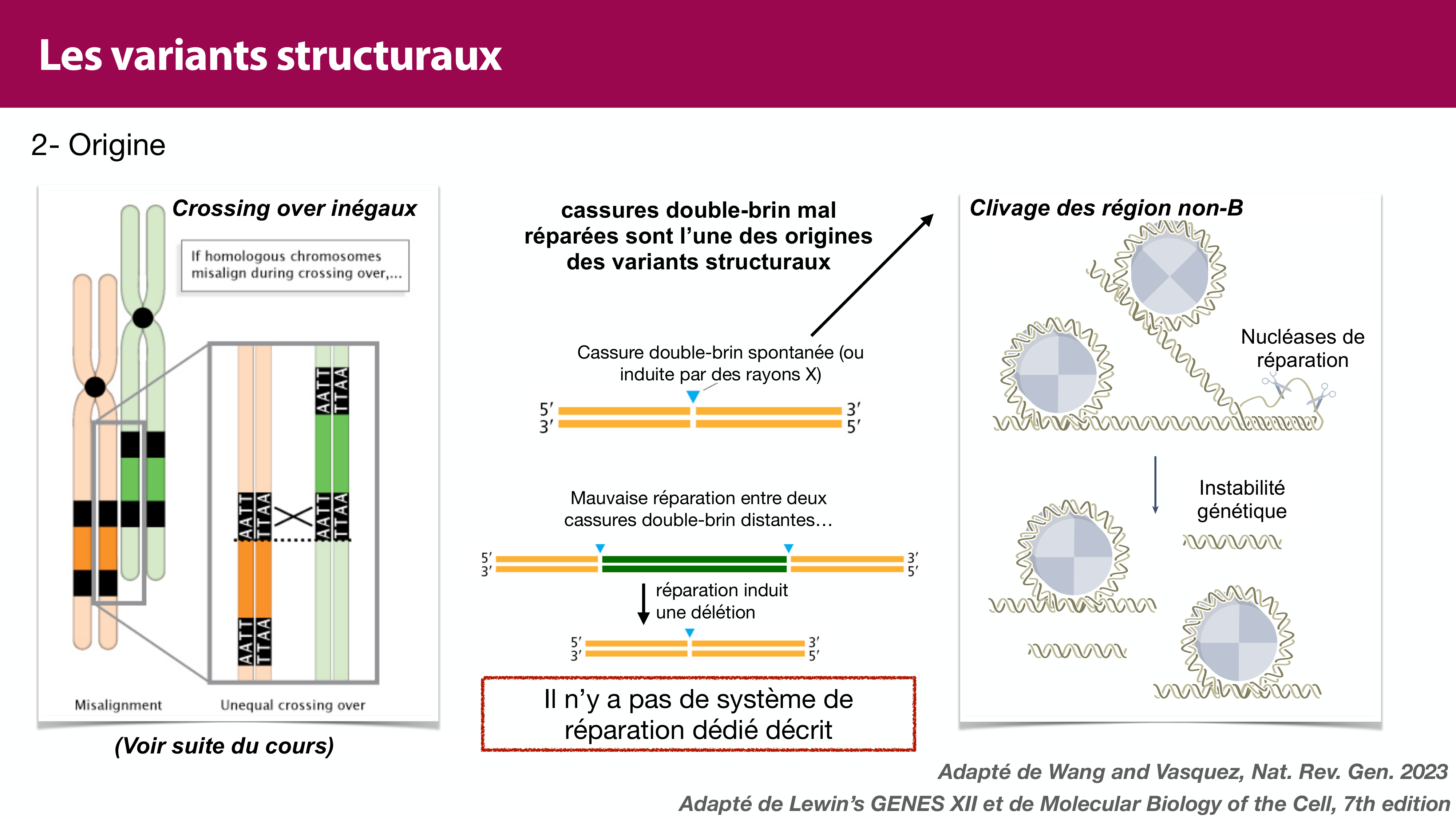 Variations de l'ADN et ingénierie génétique page 30