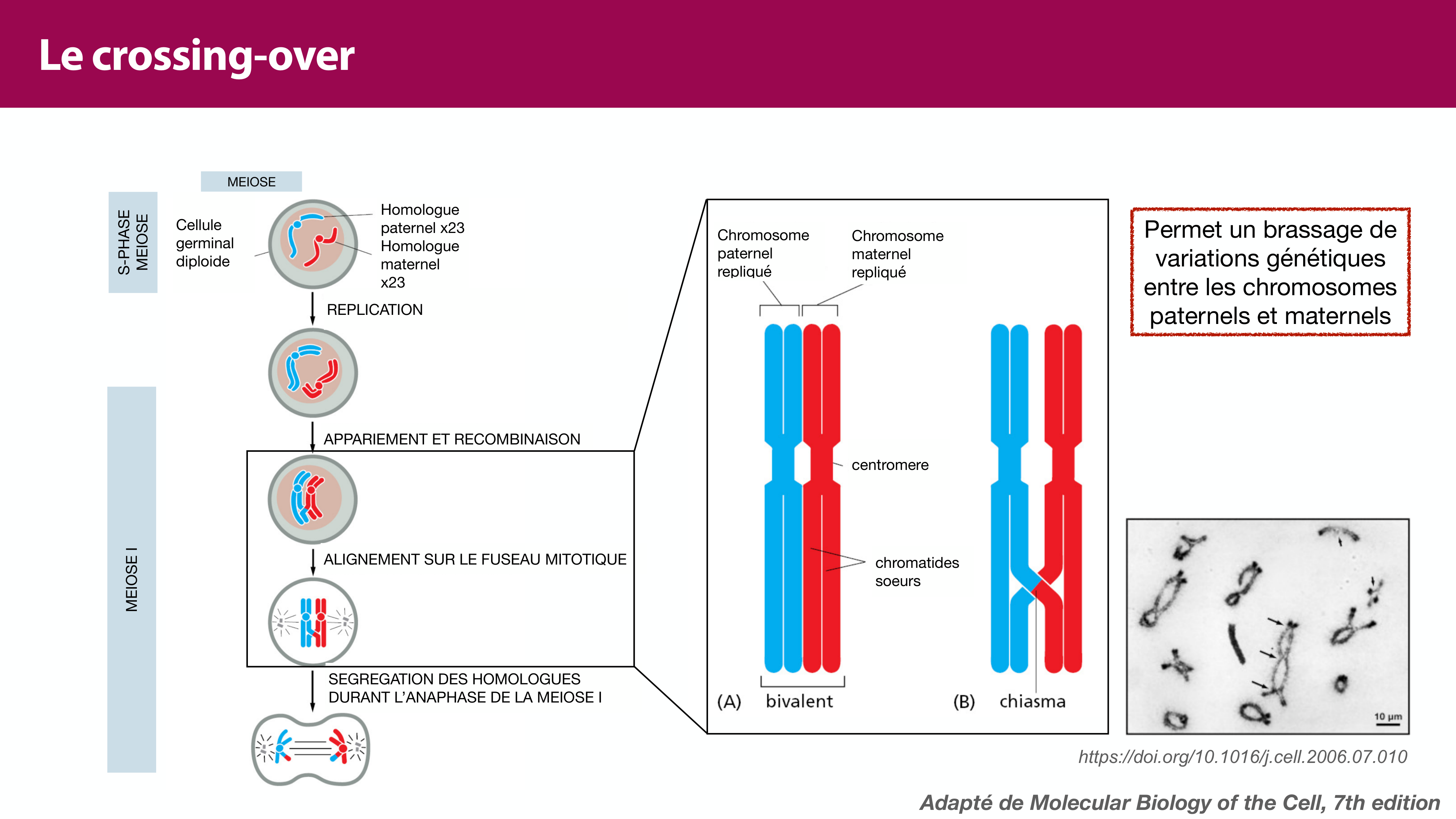 Variations de l'ADN et ingénierie génétique page 36