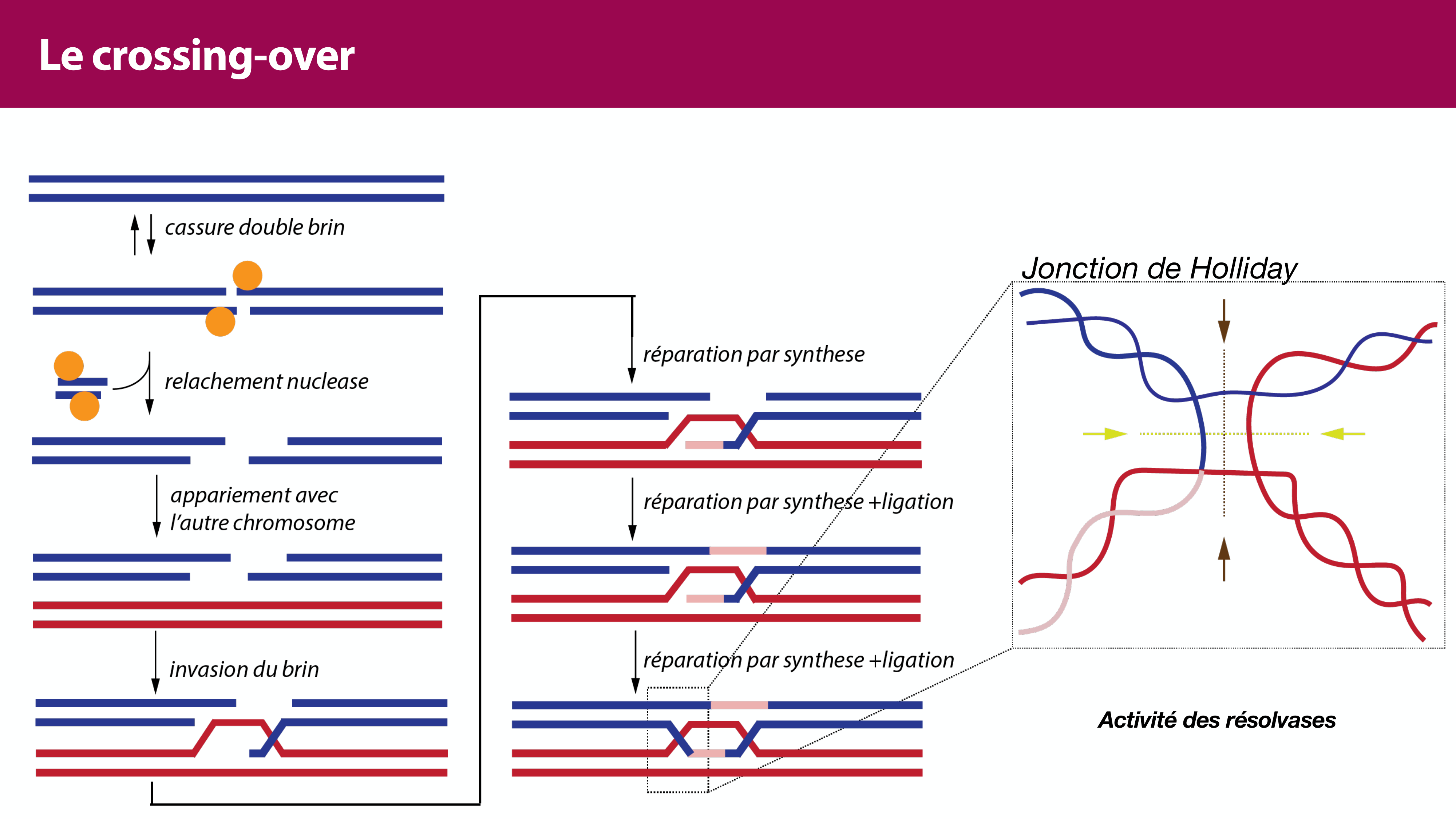 Variations de l'ADN et ingénierie génétique page 37