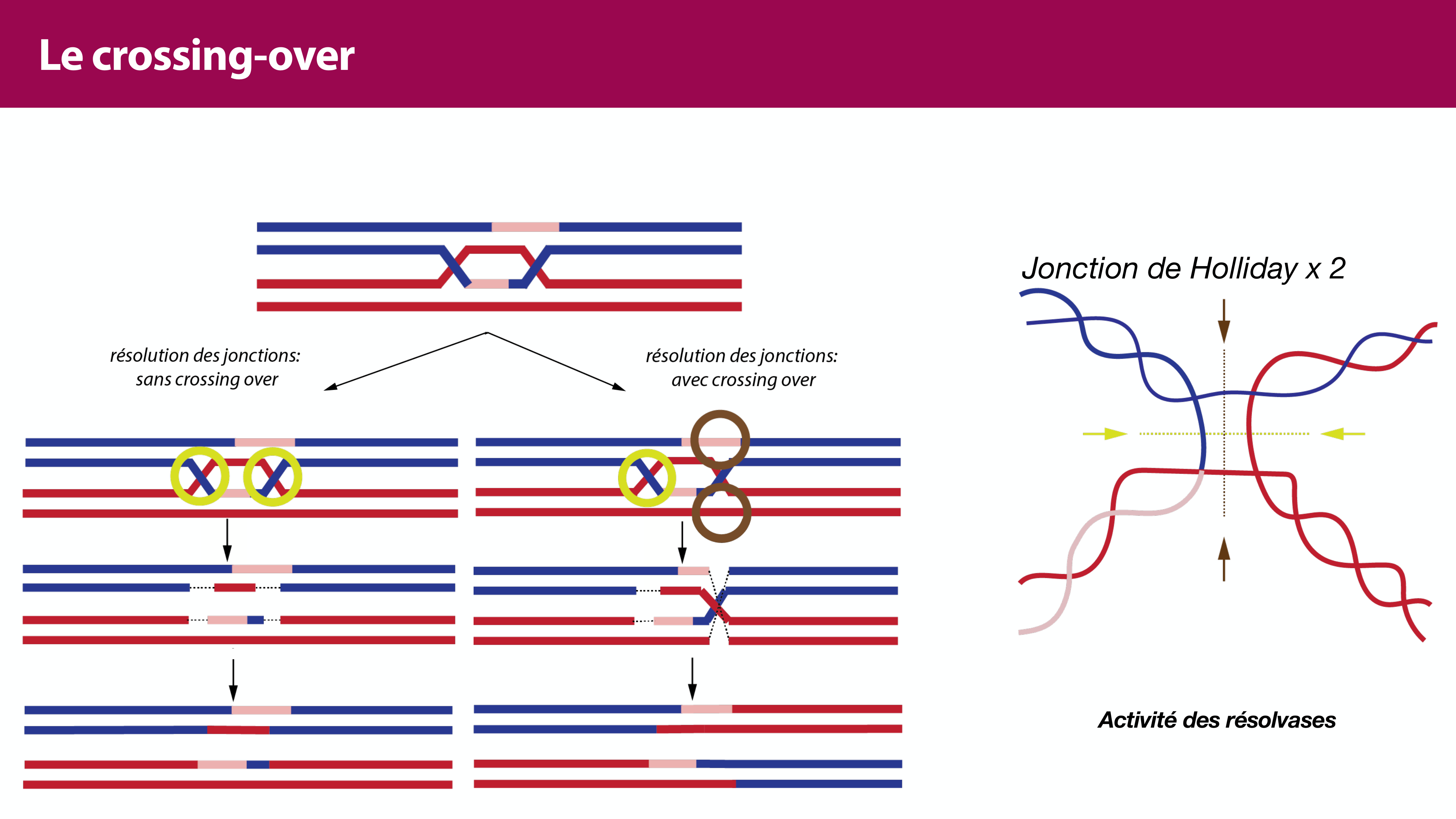 Variations de l'ADN et ingénierie génétique page 38