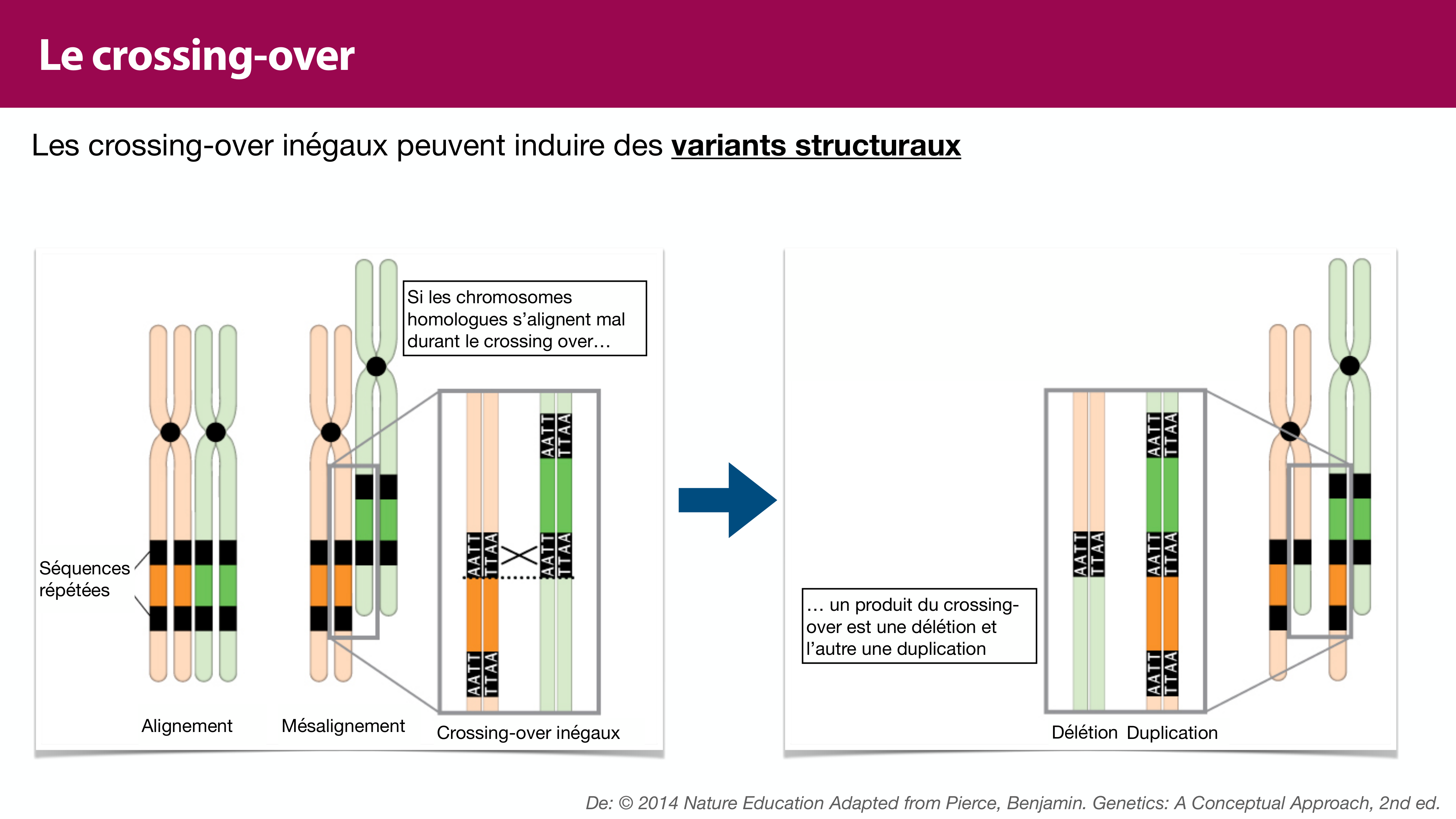 Variations de l'ADN et ingénierie génétique page 39