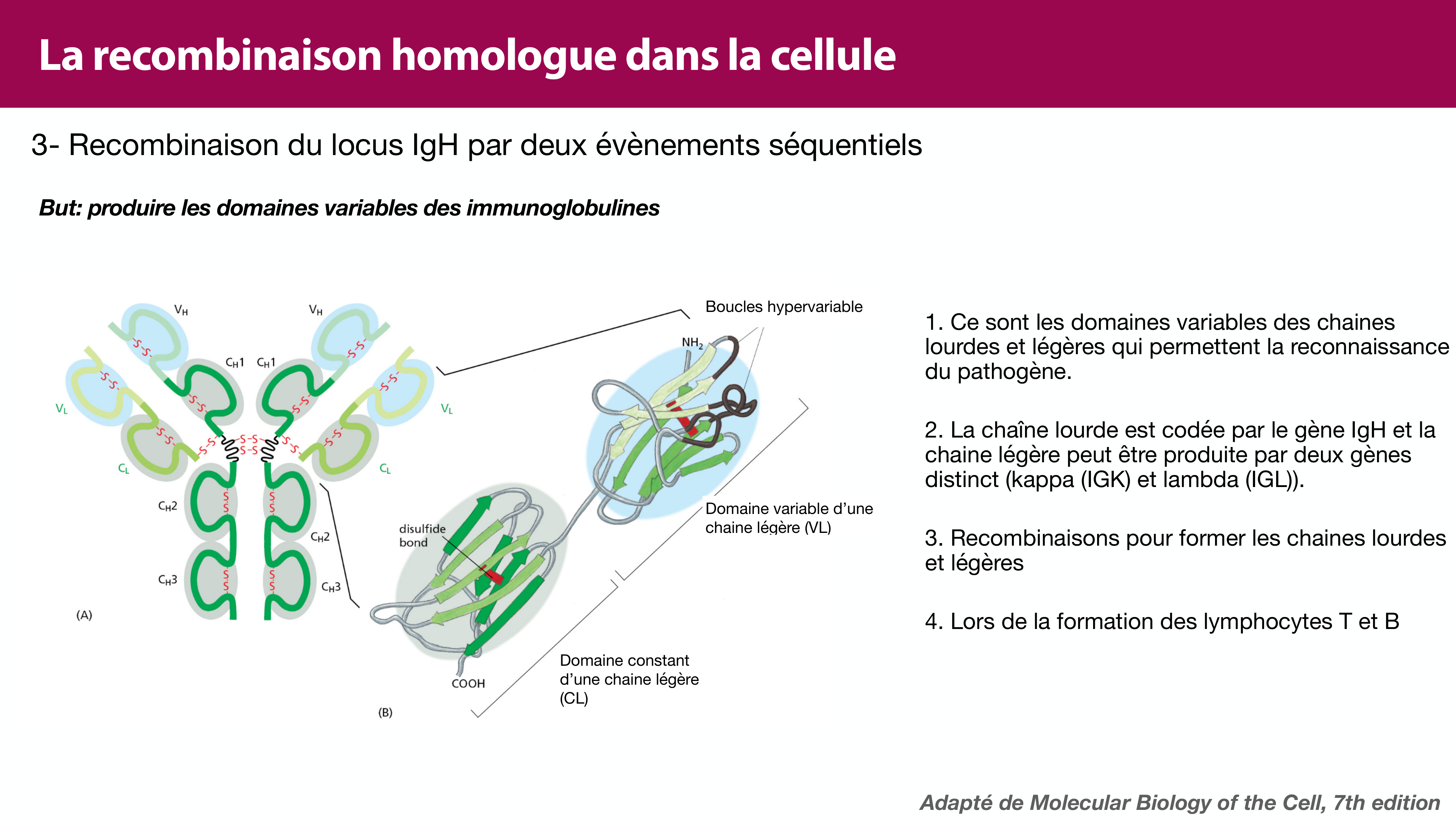 Variations de l'ADN et ingénierie génétique page 41