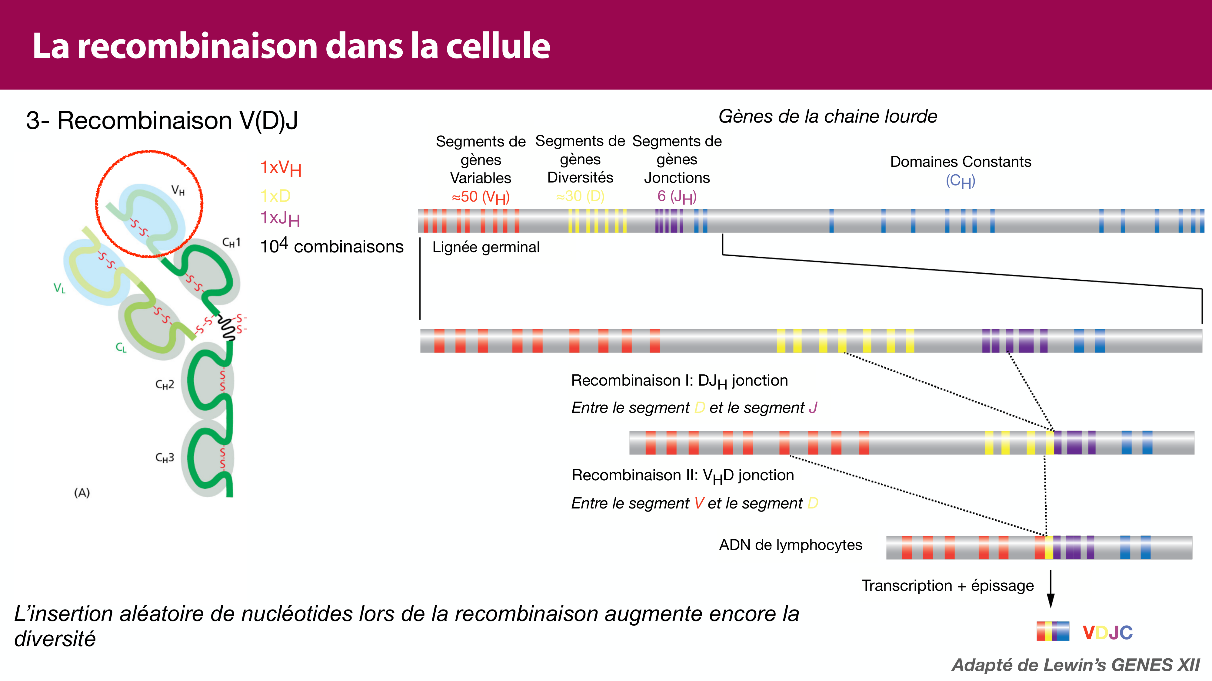 Variations de l'ADN et ingénierie génétique page 42