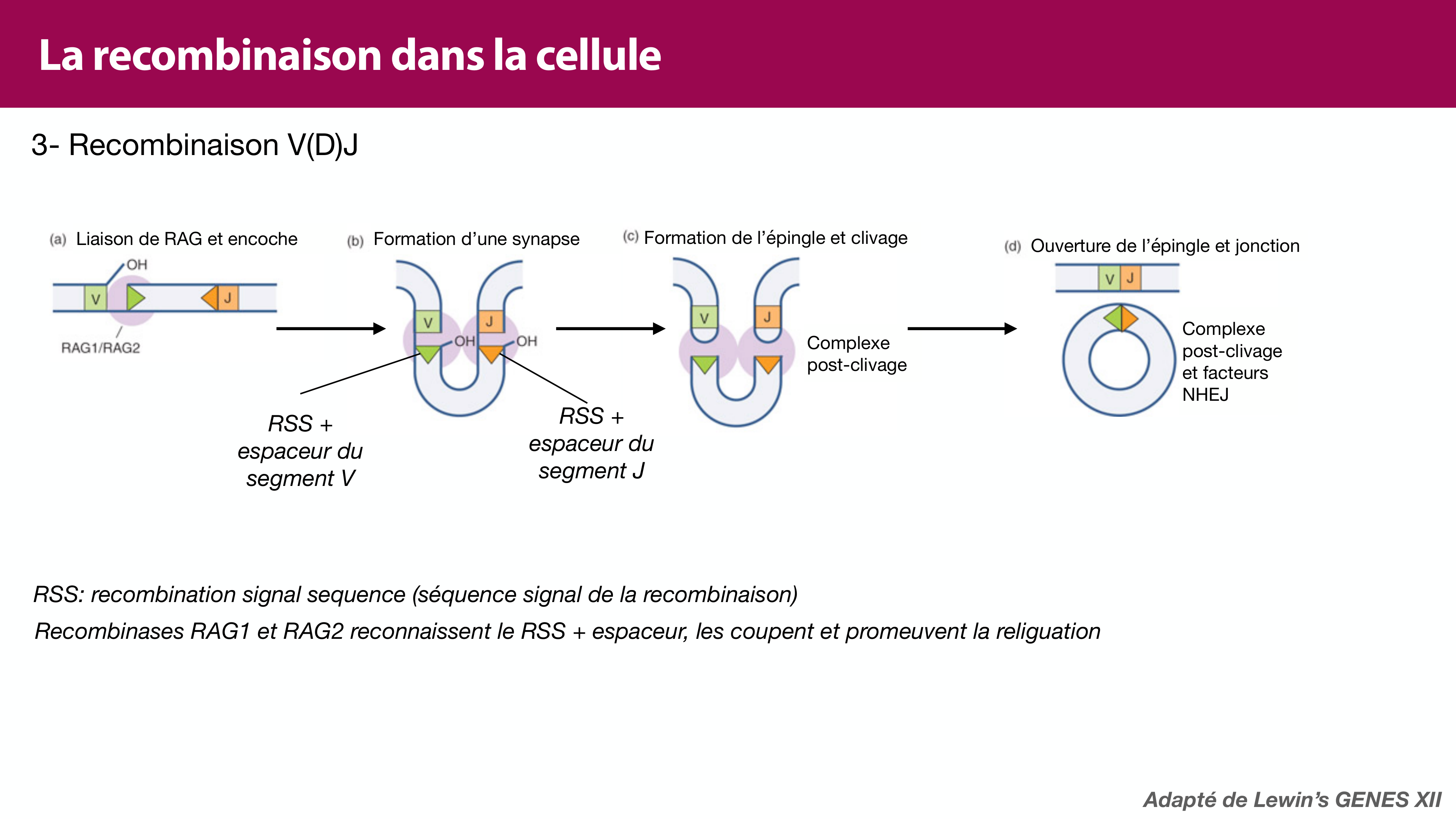 Variations de l'ADN et ingénierie génétique page 43