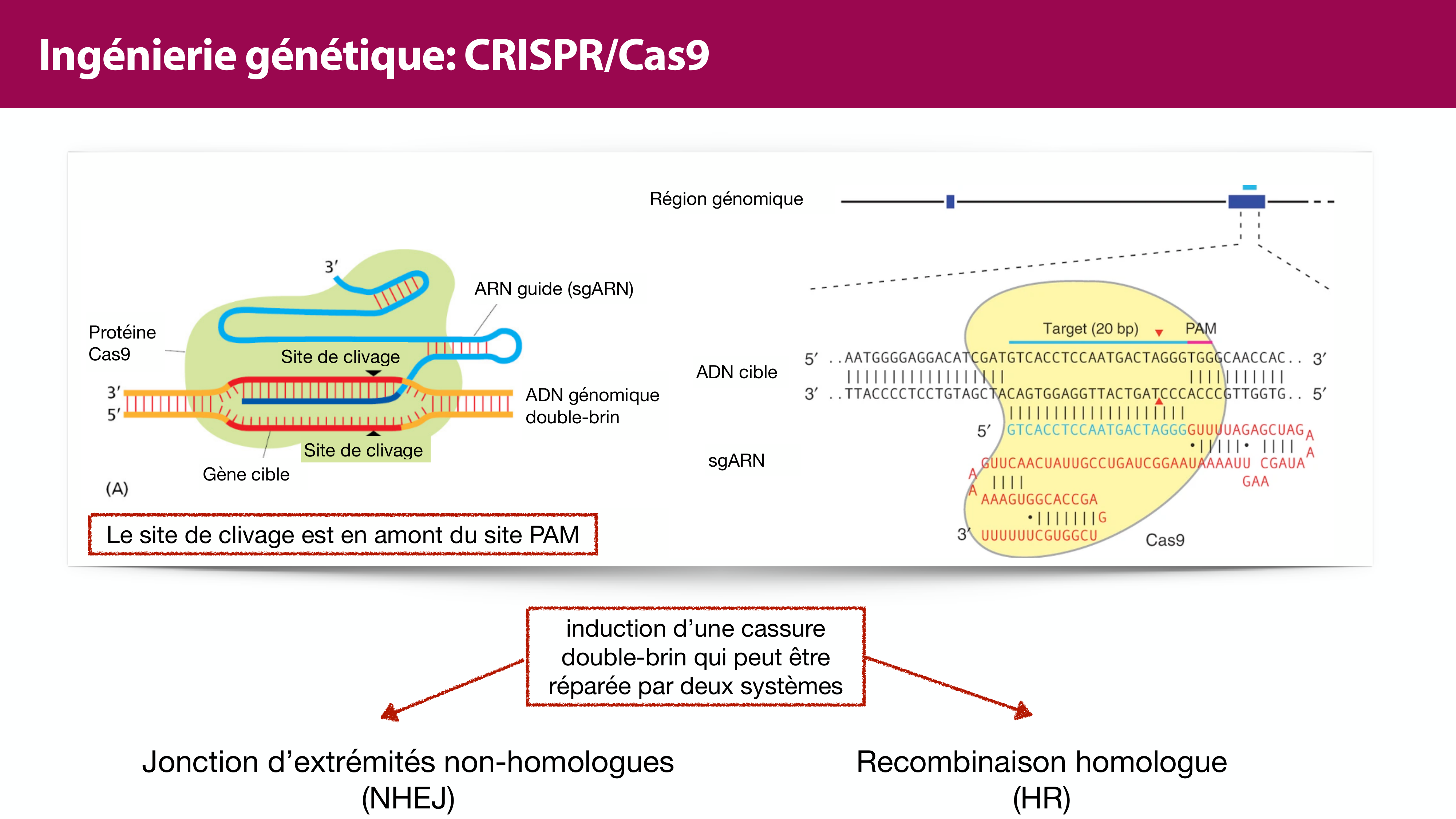 Variations de l'ADN et ingénierie génétique page 45