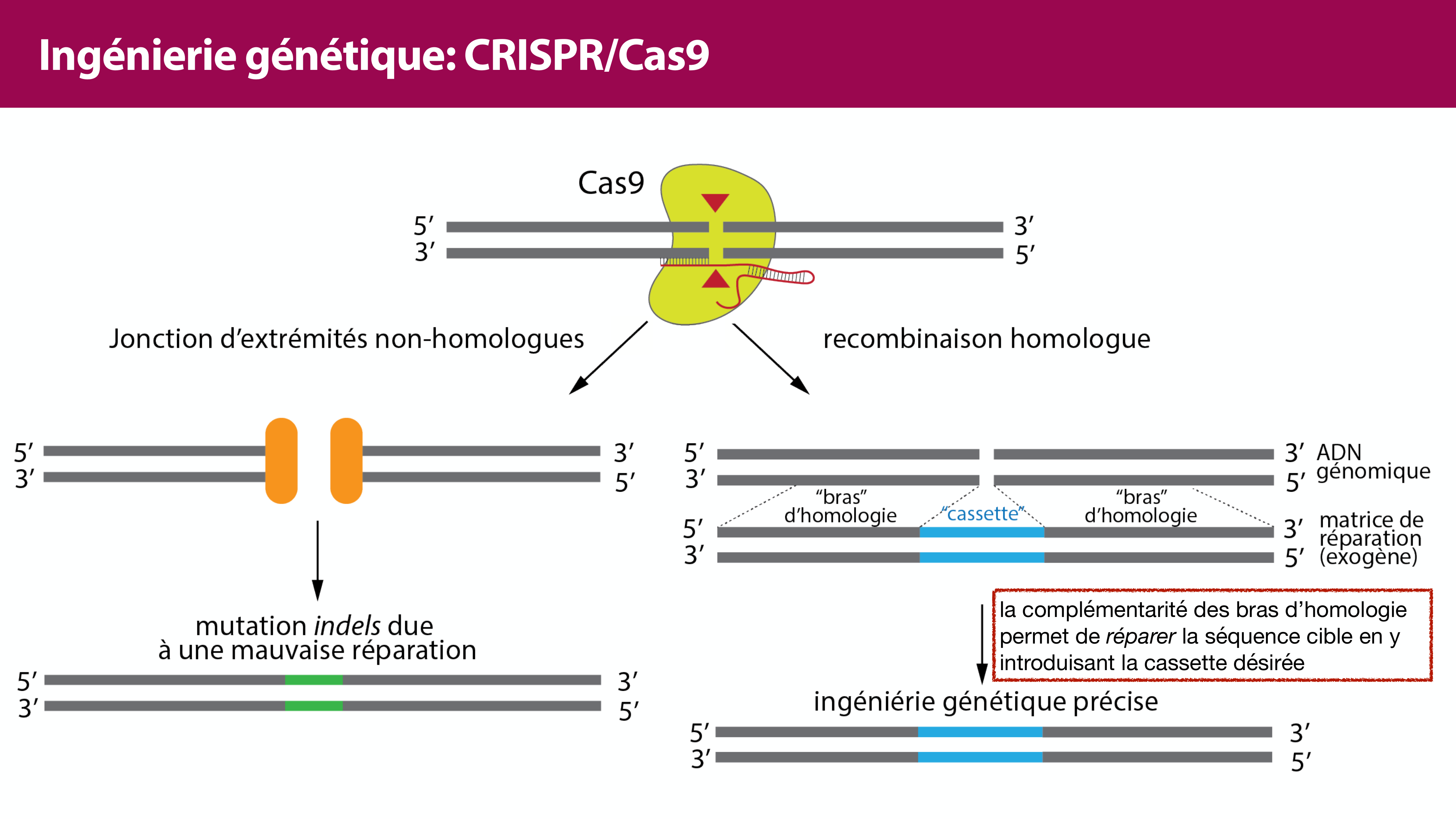 Variations de l'ADN et ingénierie génétique page 46