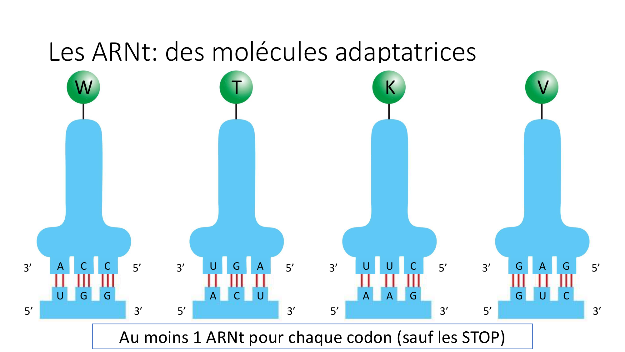 Cours 7 — Traduction page 12