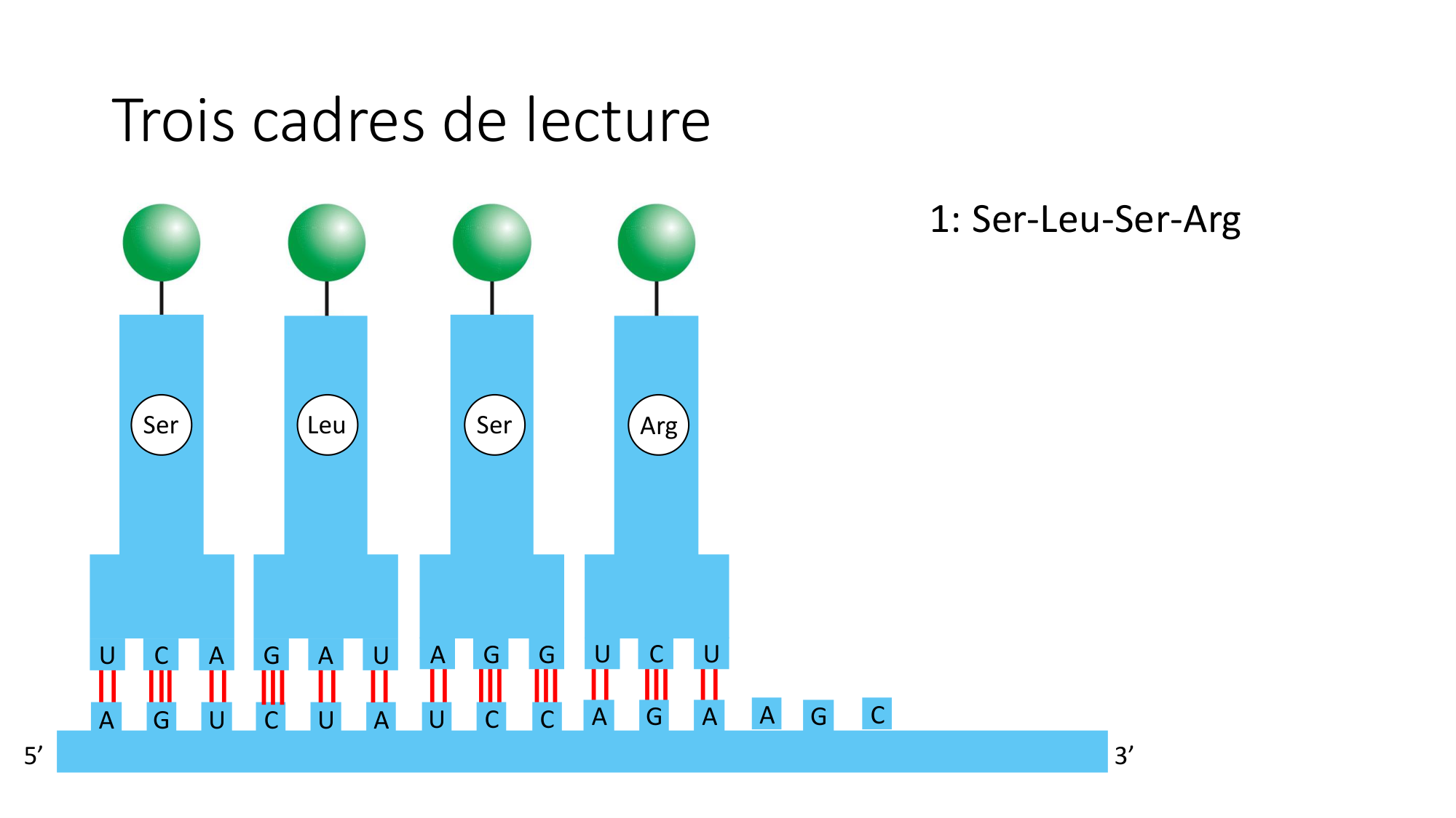 Cours 7 — Traduction page 15