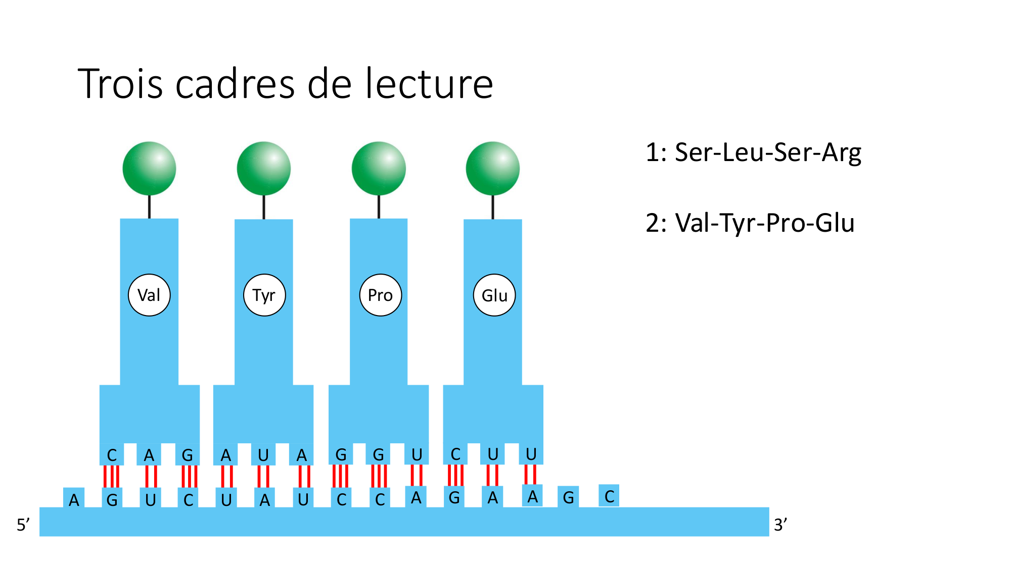Cours 7 — Traduction page 16