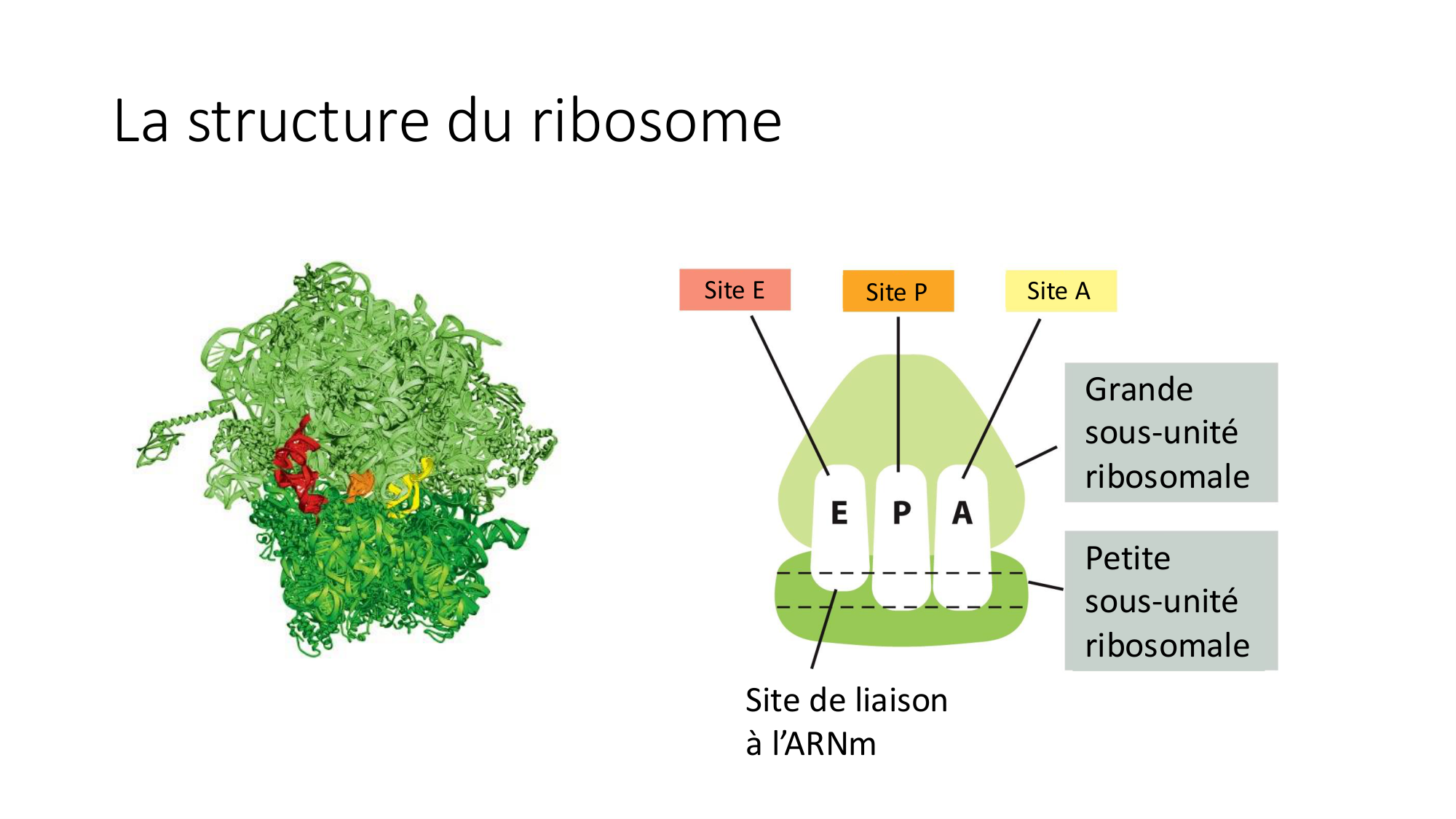 Cours 7 — Traduction page 21