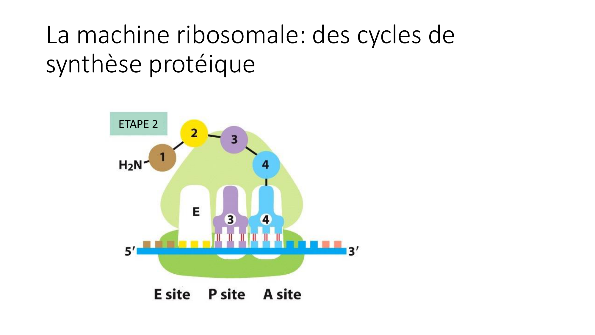 Cours 7 — Traduction page 24