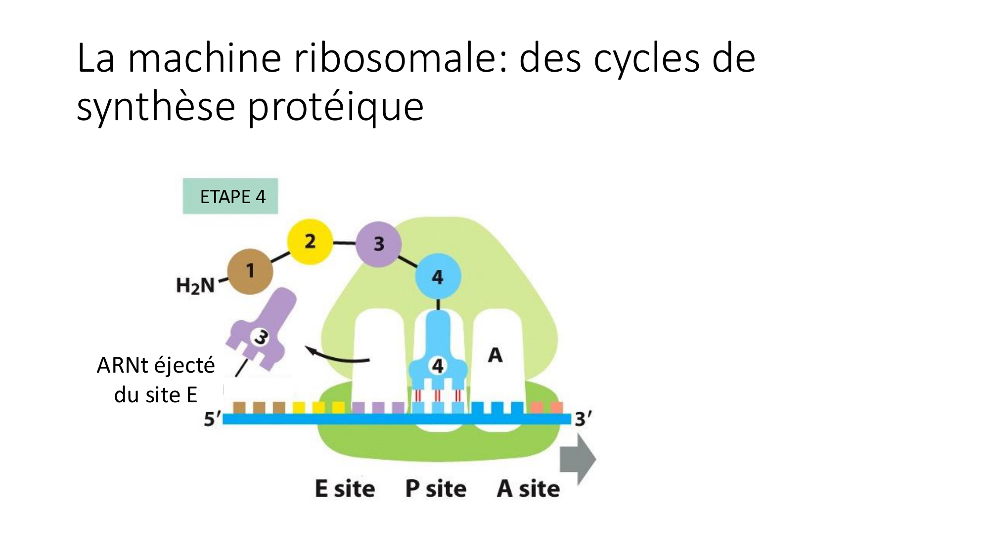 Cours 7 — Traduction page 26