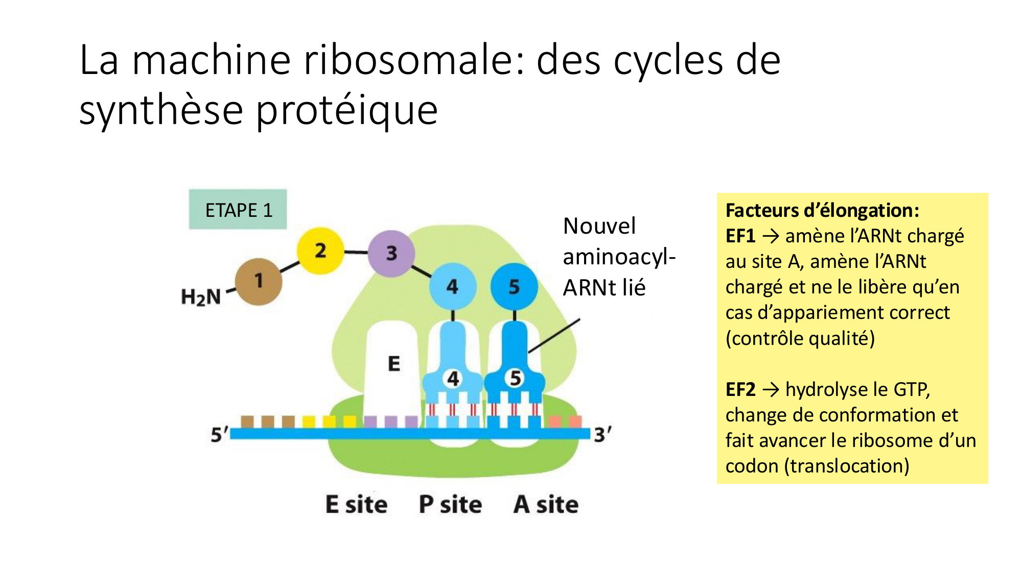 Cours 7 — Traduction page 27