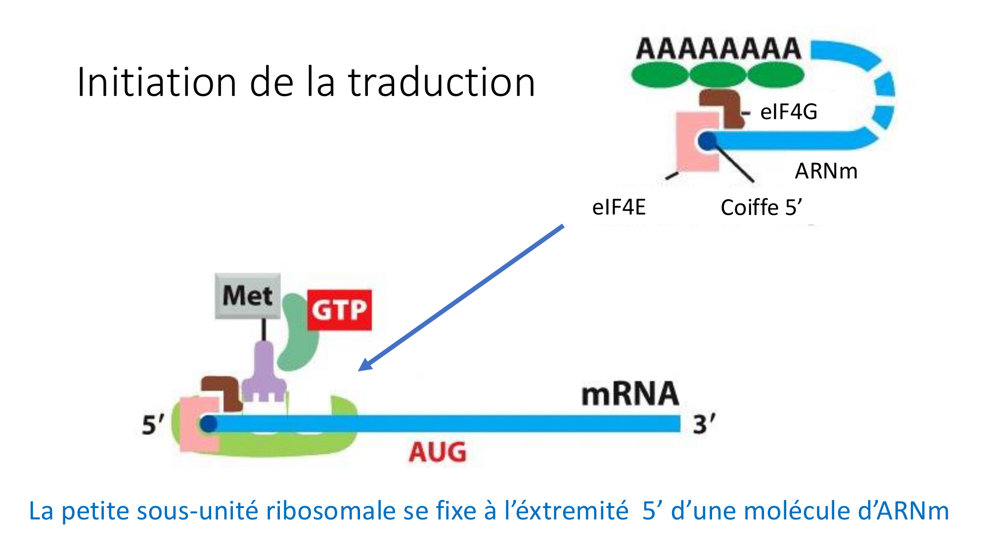 Cours 7 — Traduction page 29