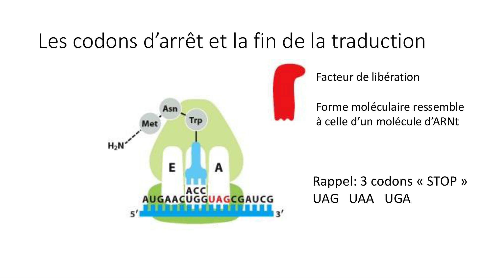 Cours 7 — Traduction page 34