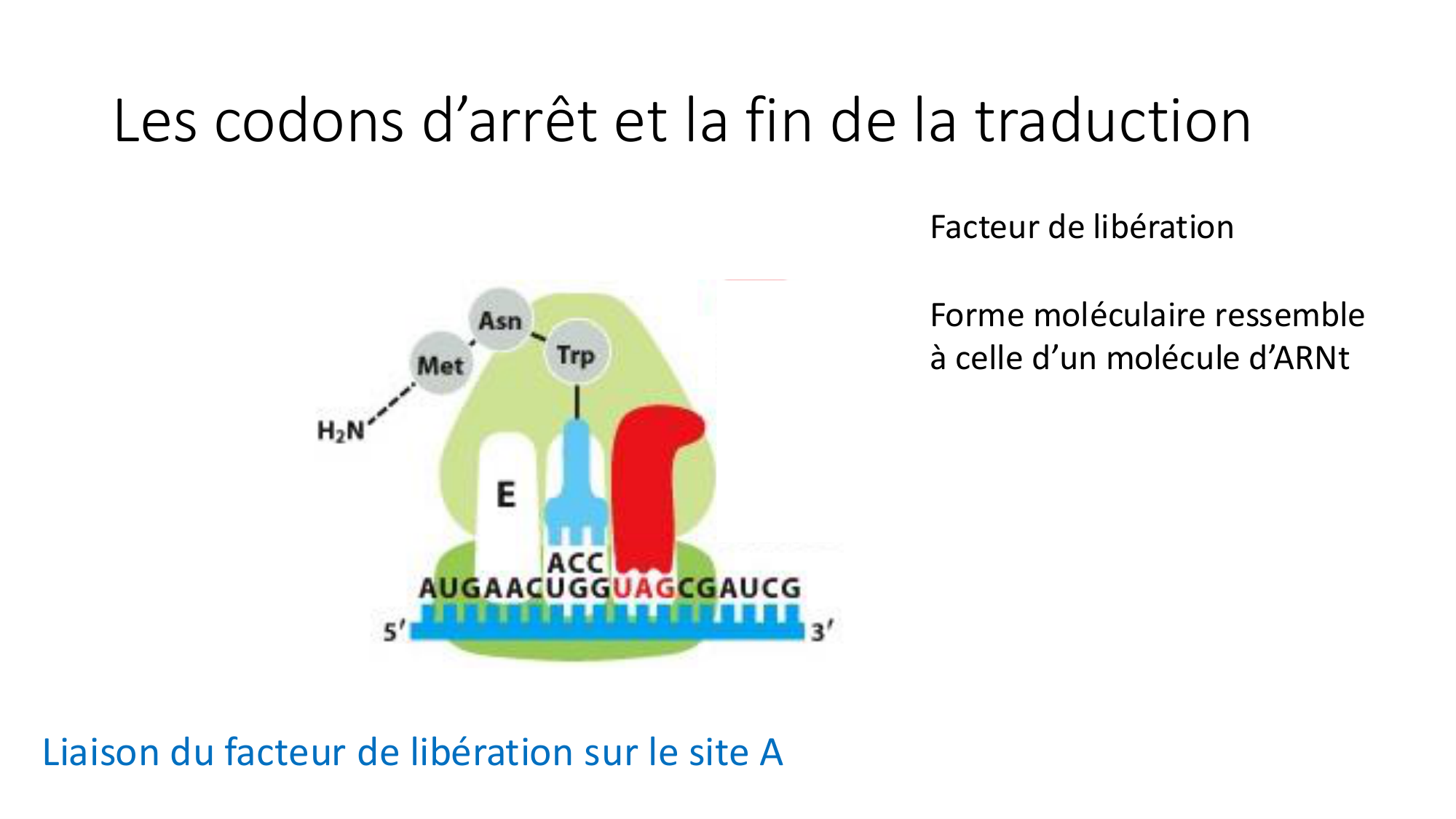 Cours 7 — Traduction page 35