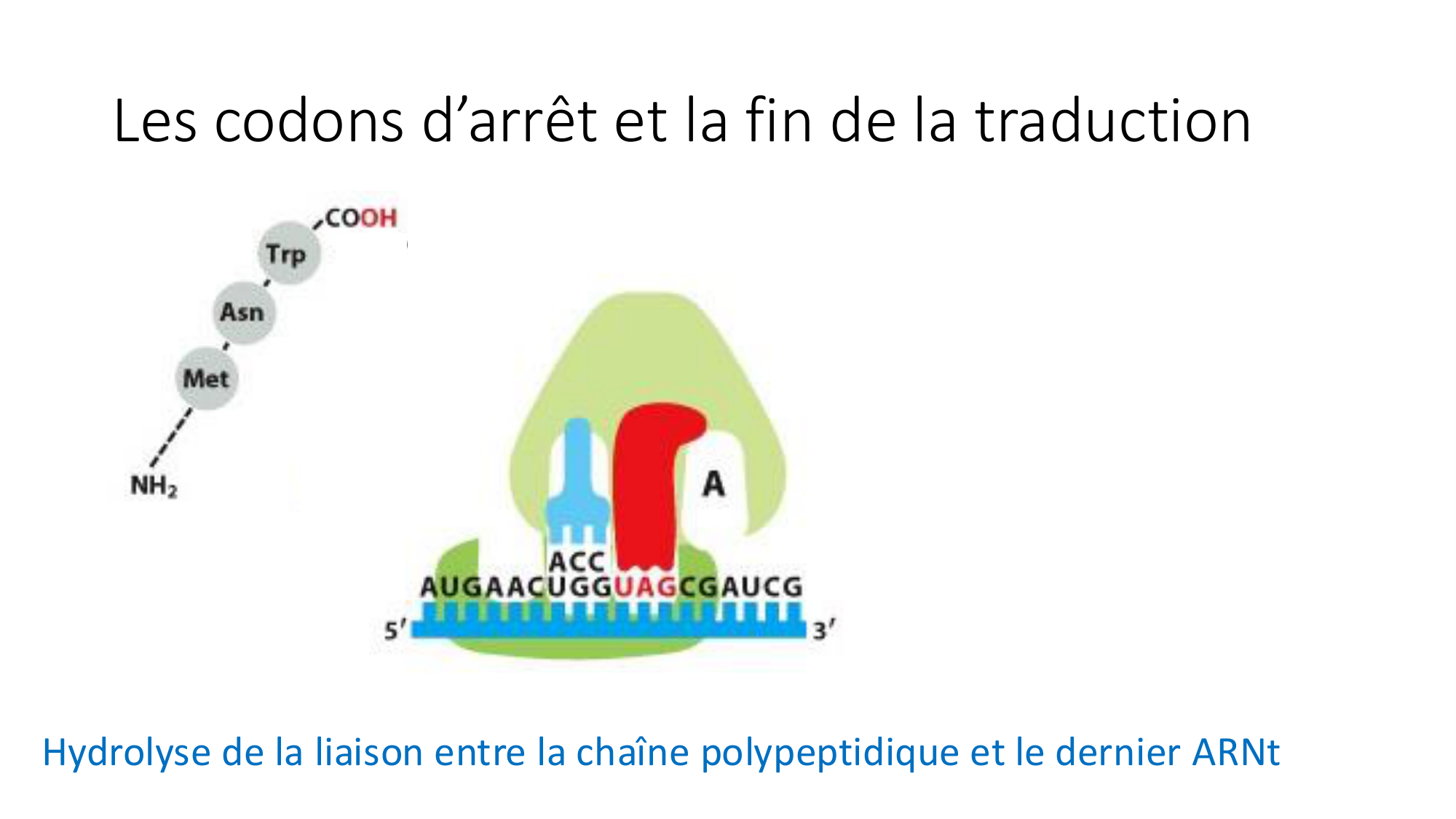 Cours 7 — Traduction page 36