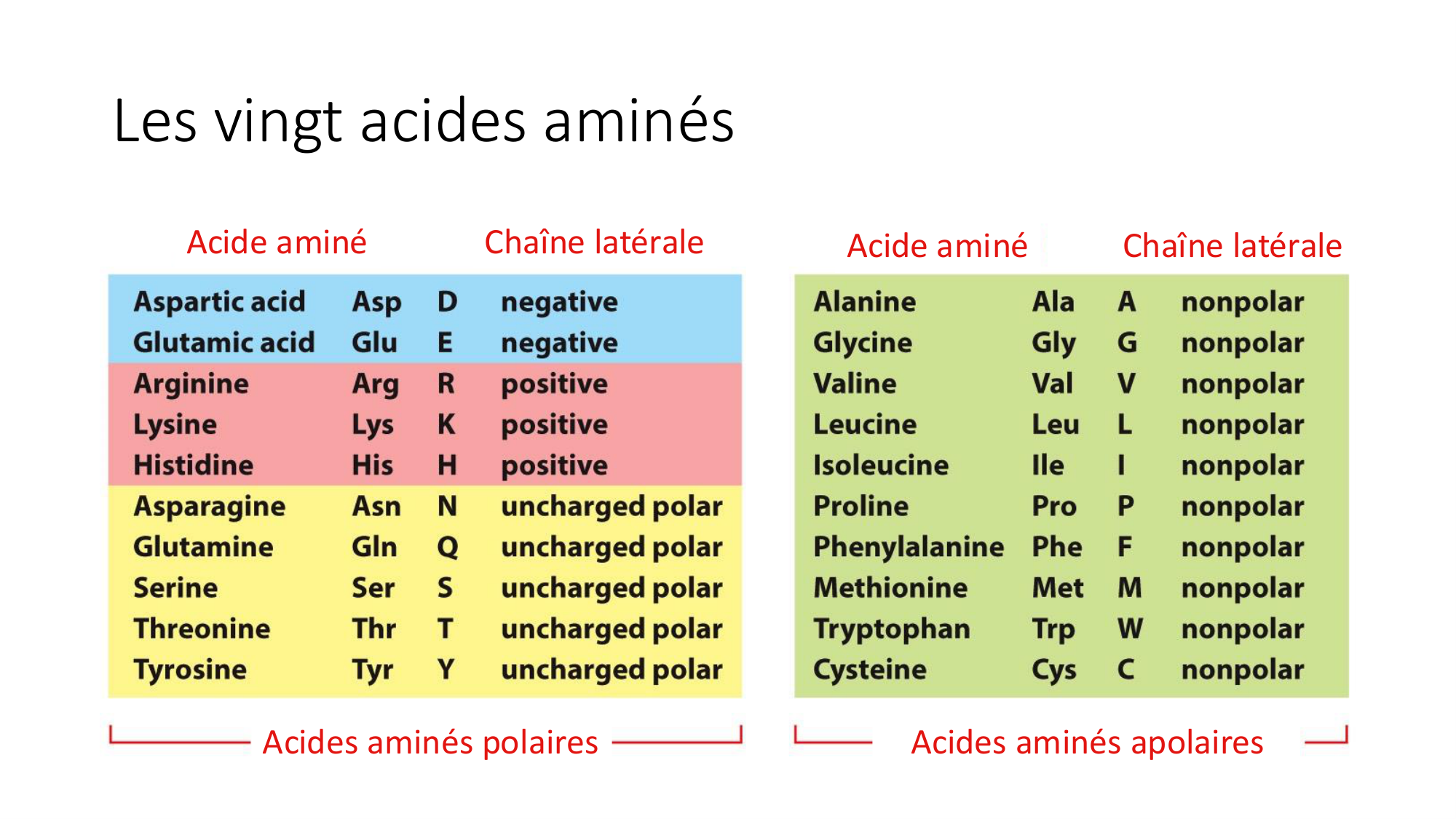 Cours 8 — Structure des protéines page 3