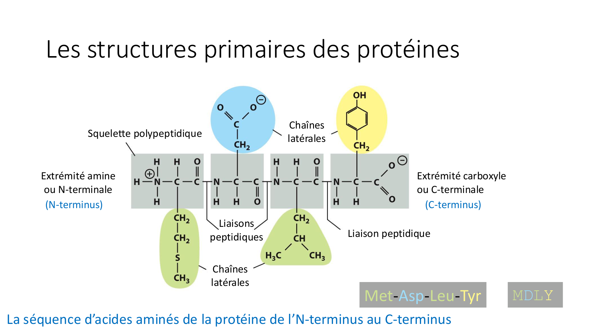 Cours 8 — Structure des protéines page 4