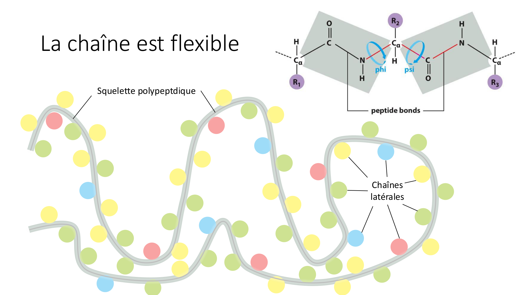 Cours 8 — Structure des protéines page 7