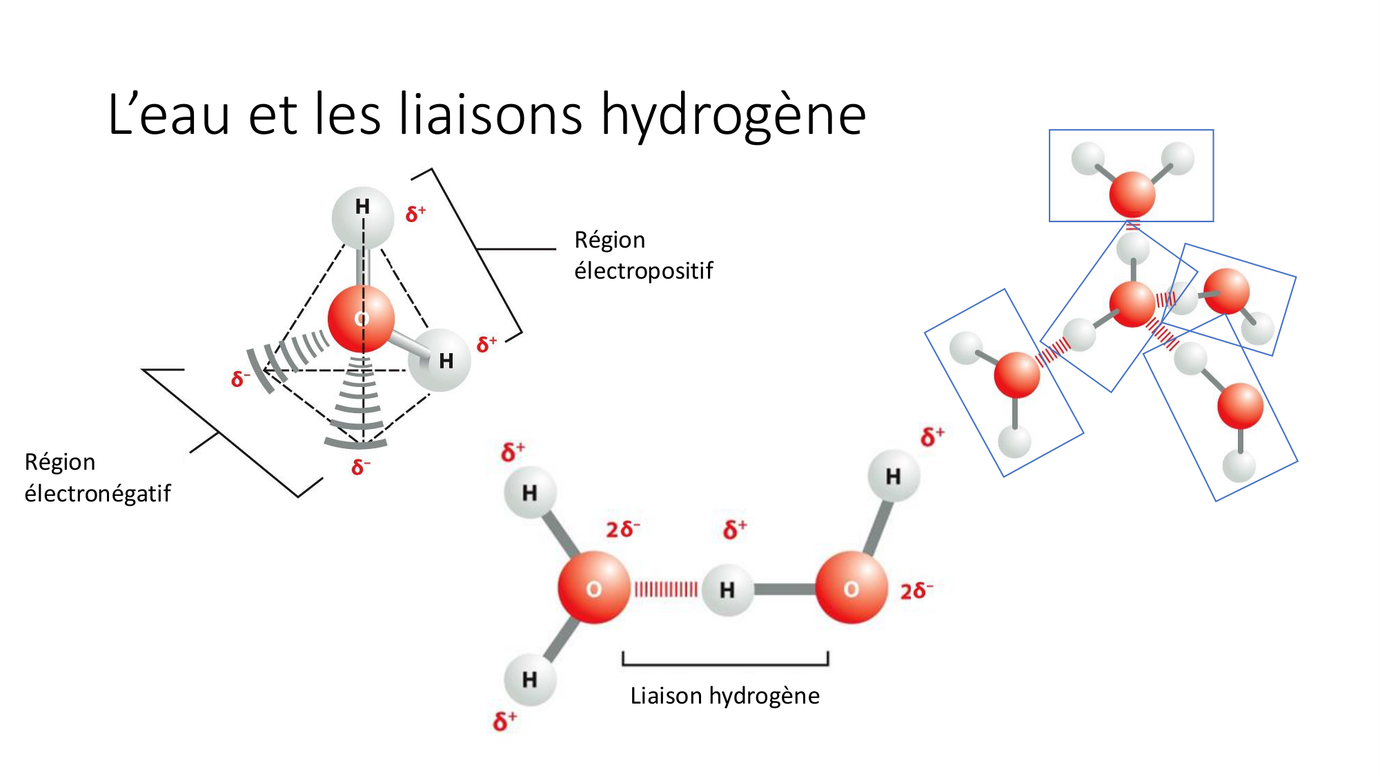 Cours 8 — Structure des protéines page 8