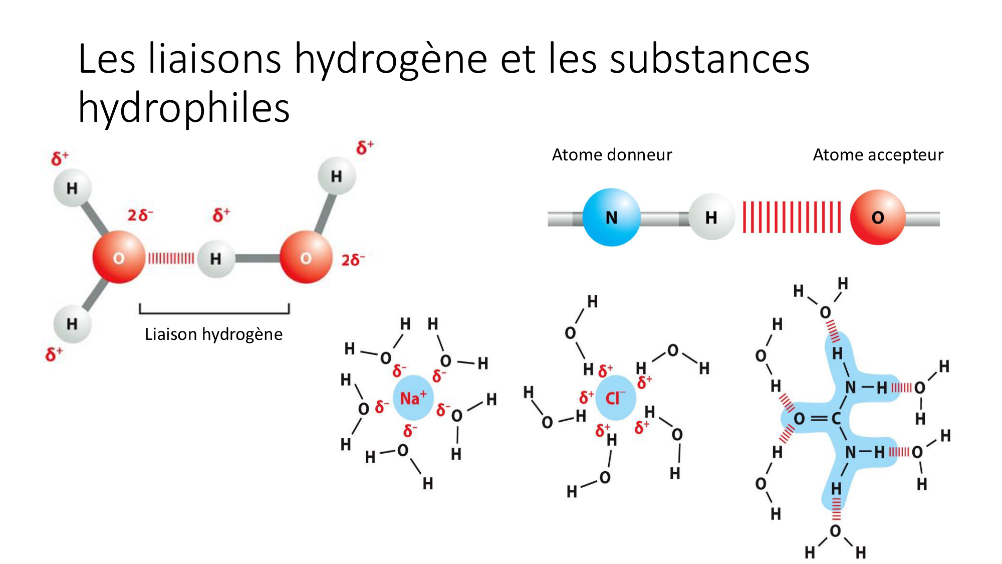 Cours 8 — Structure des protéines page 9