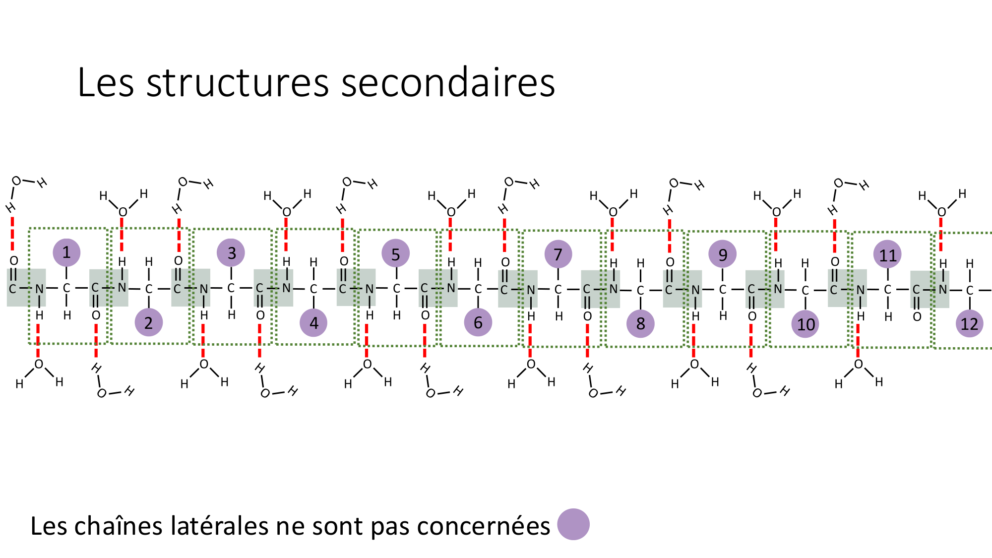 Cours 8 — Structure des protéines page 10