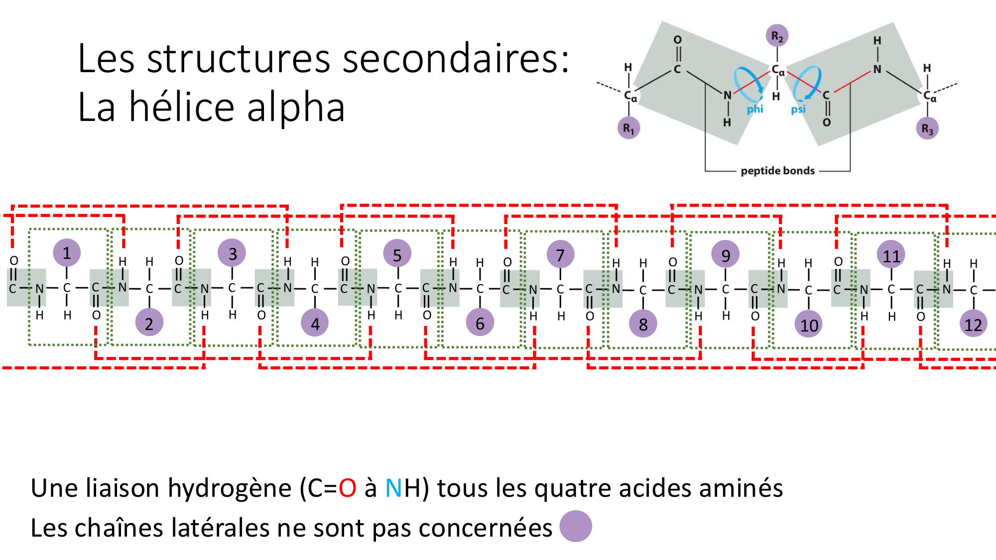 Cours 8 — Structure des protéines page 11