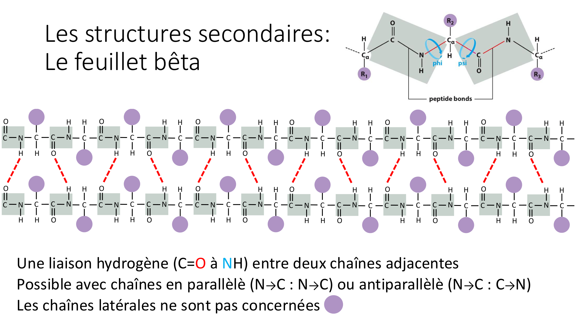 Cours 8 — Structure des protéines page 13
