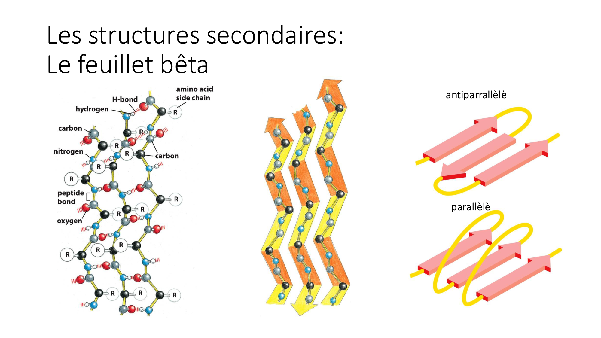 Cours 8 — Structure des protéines page 14