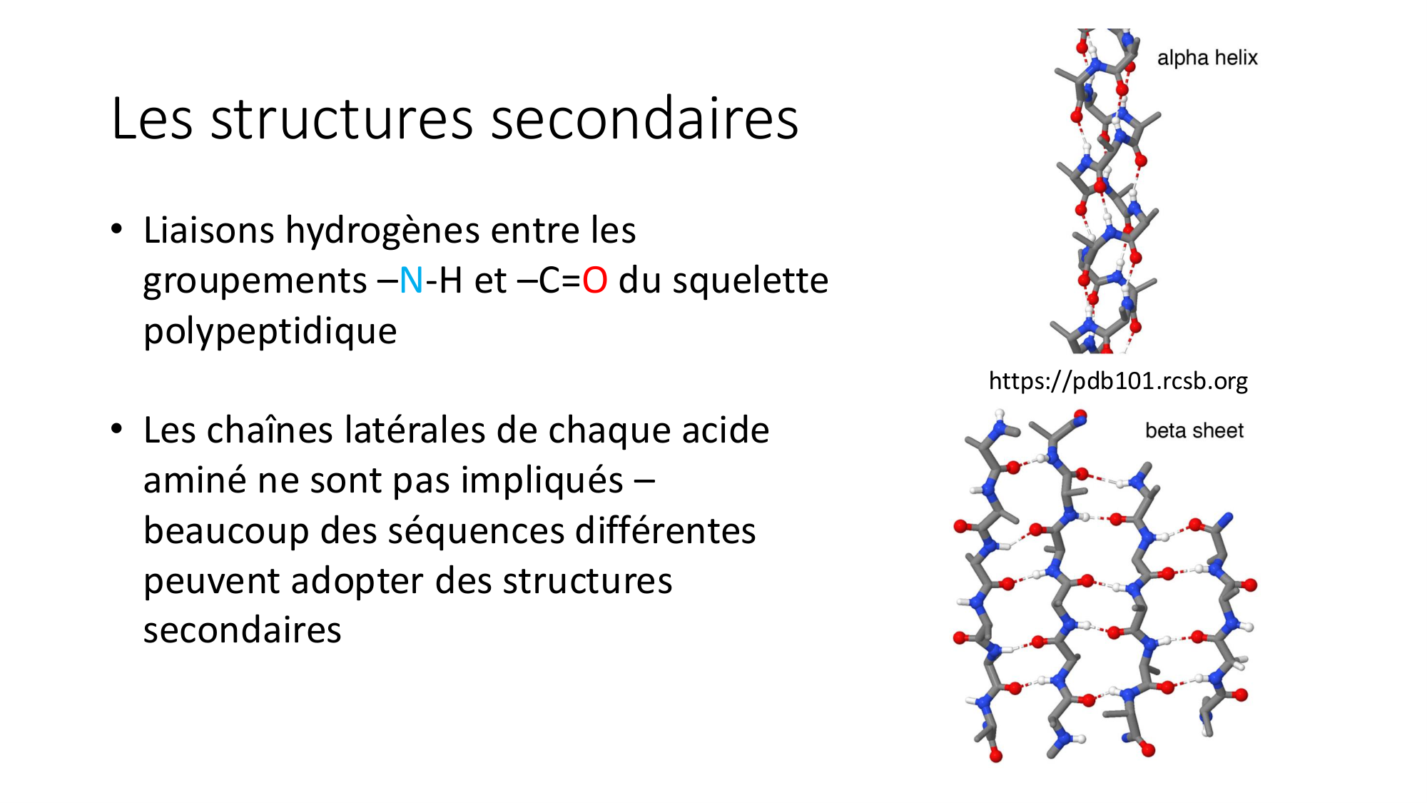 Cours 8 — Structure des protéines page 15