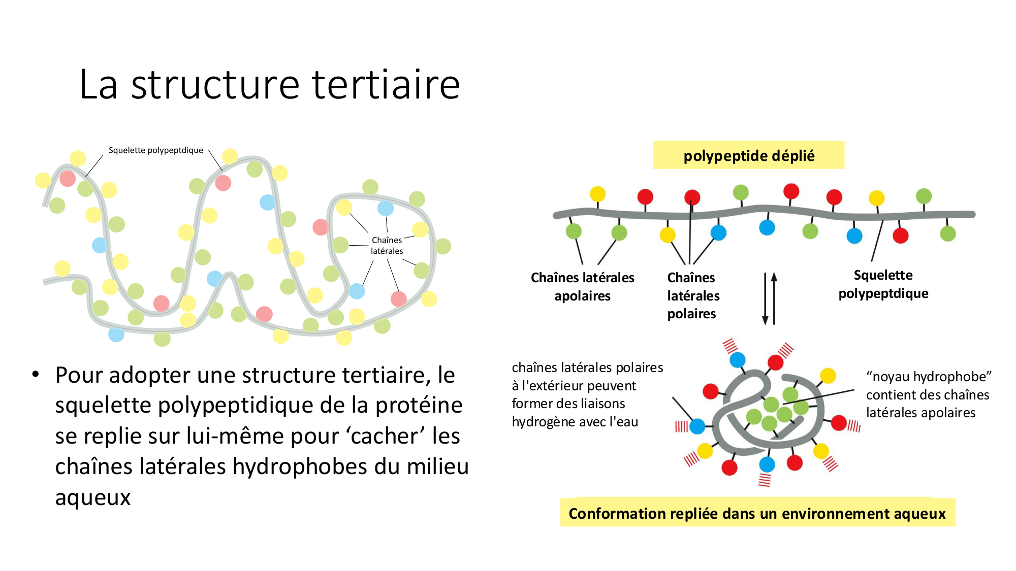 Cours 8 — Structure des protéines page 18