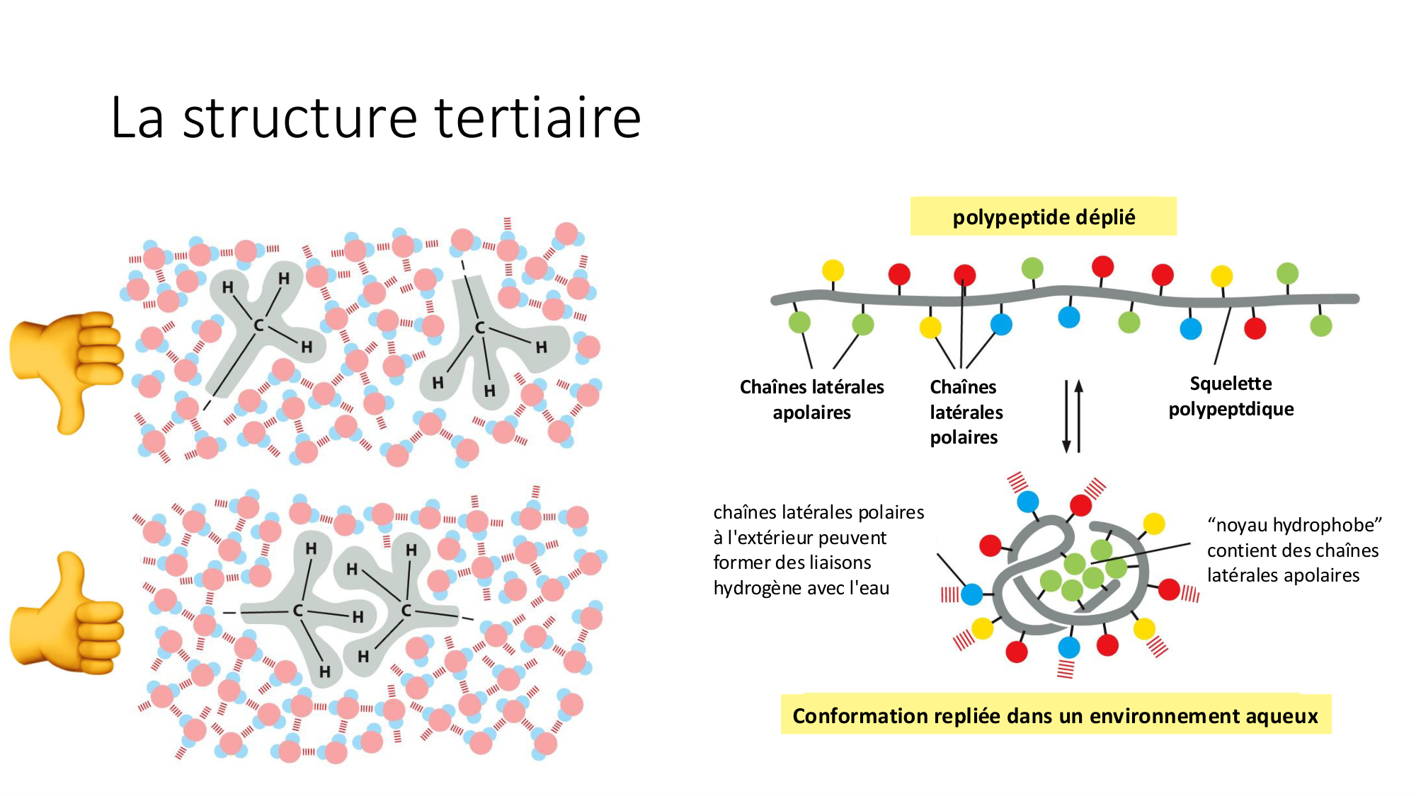 Cours 8 — Structure des protéines page 21