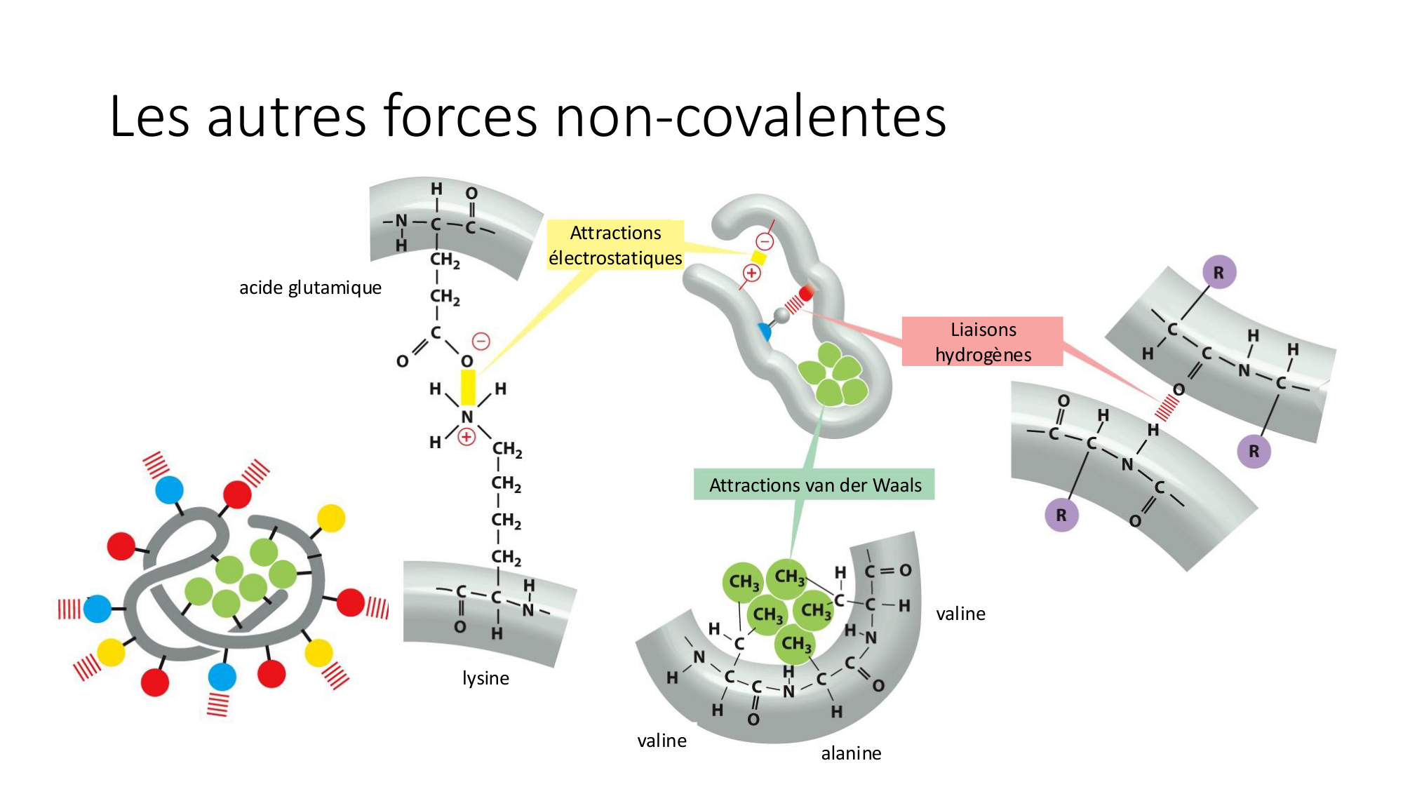 Cours 8 — Structure des protéines page 22