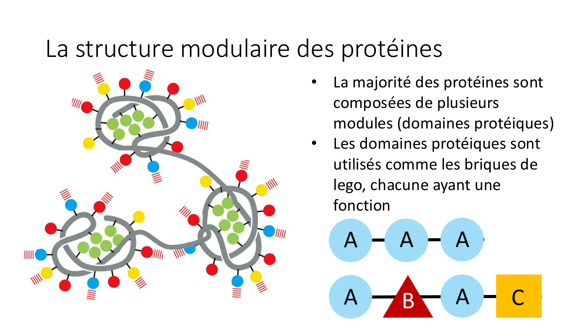 Cours 8 — Structure des protéines page 26